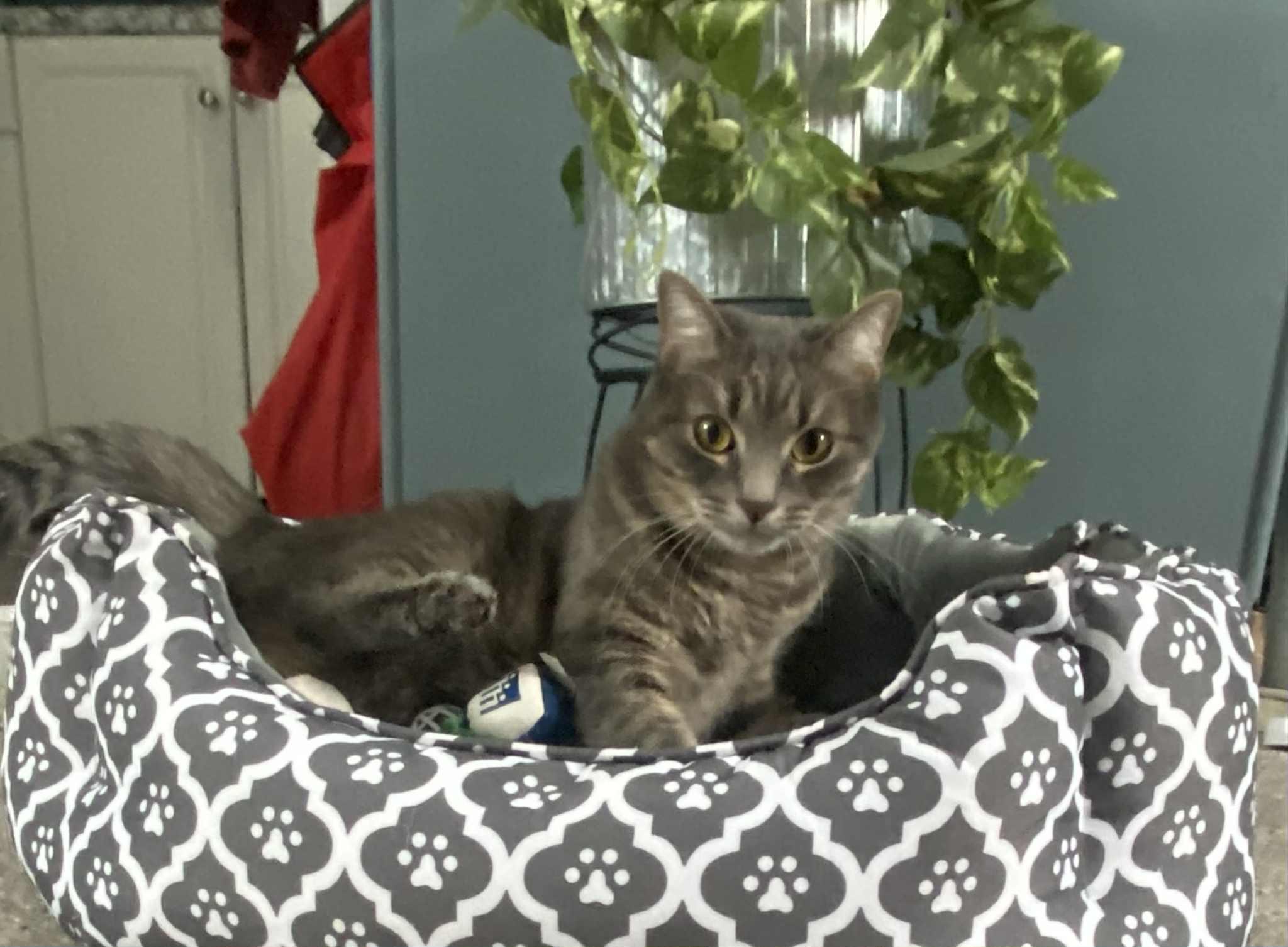 Enlarge Celeste *sponsored adoption fee!, a ADOPTABLE Domestic Short Hair in Billerica, MA image 2/5