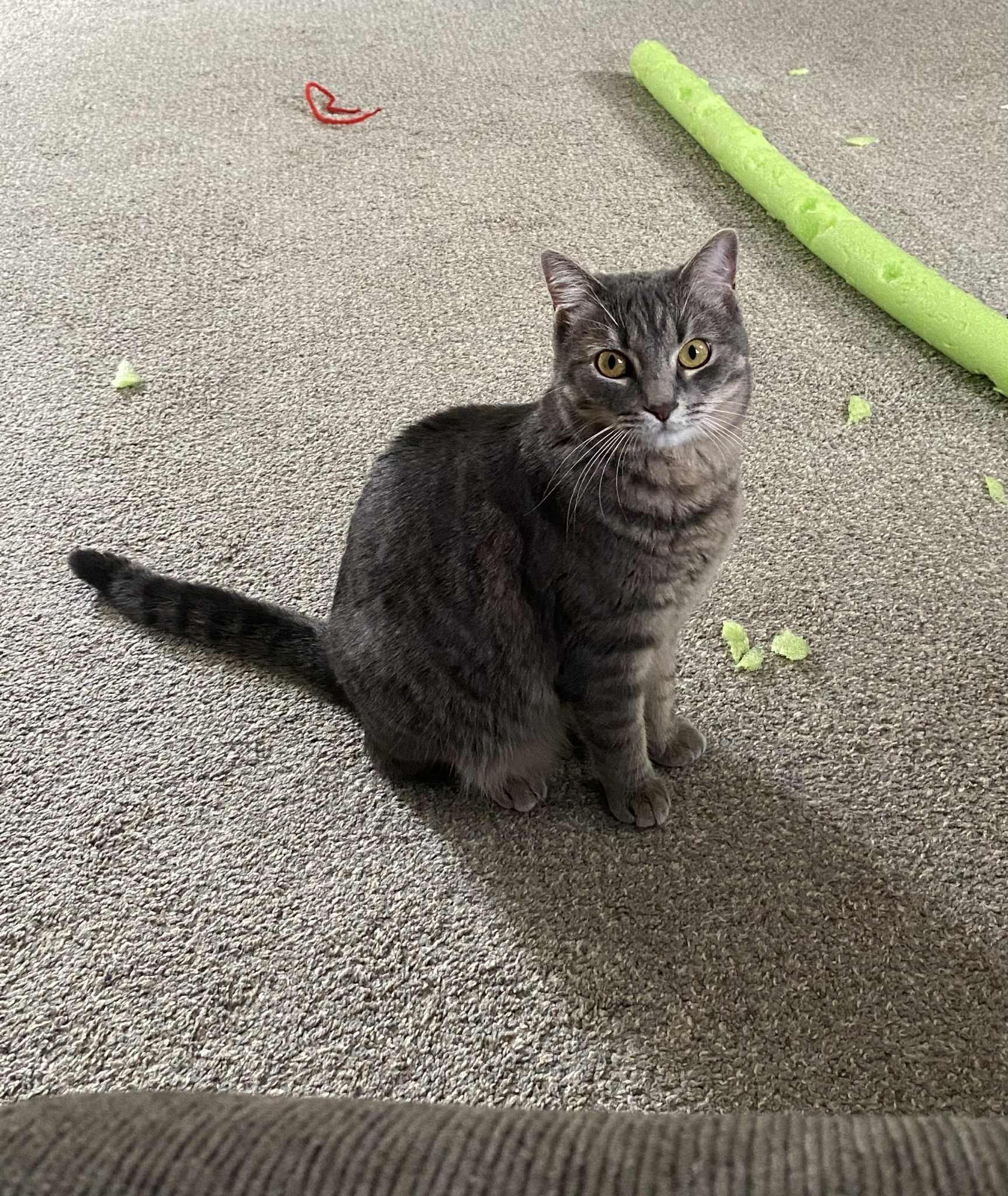 Enlarge Celeste *sponsored adoption fee!, a ADOPTABLE Domestic Short Hair in Billerica, MA image 5/5