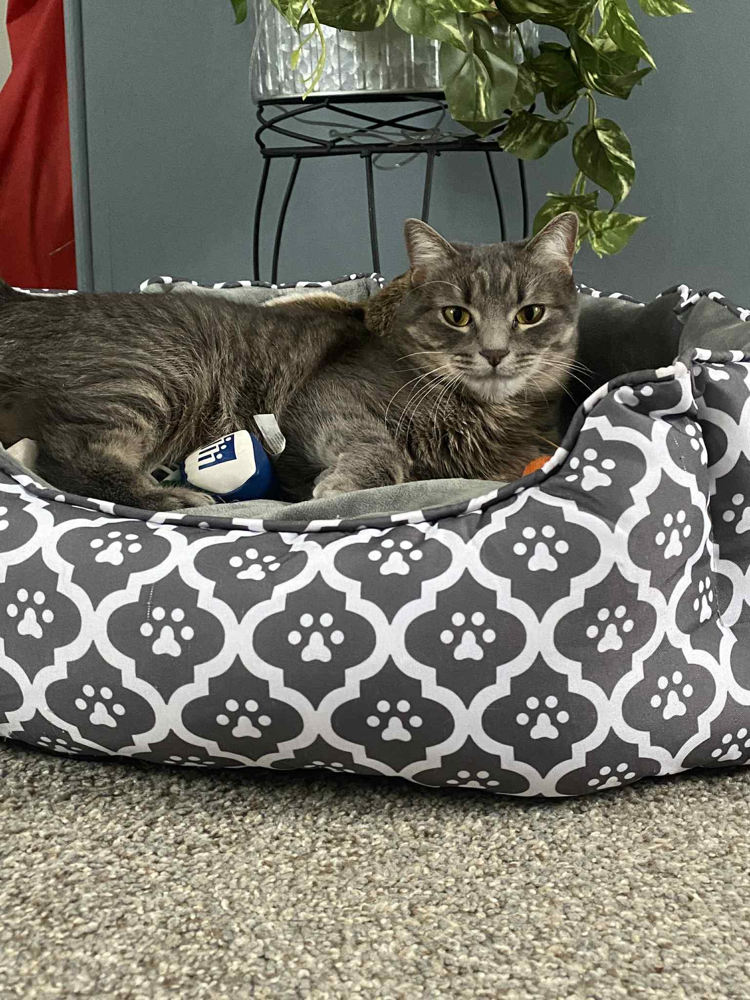 Enlarge Celeste *sponsored adoption fee!, a ADOPTABLE Domestic Short Hair in Billerica, MA image 1/5