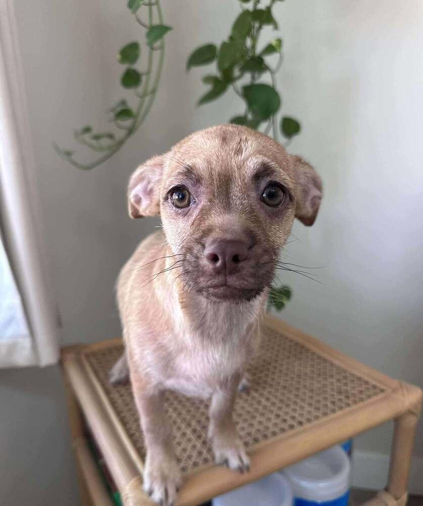 Briar Rose, a Adoptable mixed breed in Mission Viejo, CA image 1/3