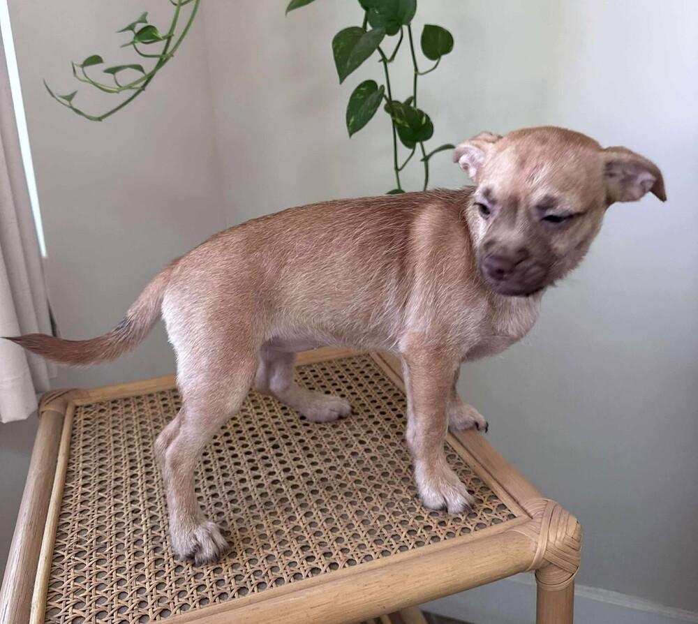 Briar Rose, a Adoptable mixed breed in Mission Viejo, CA image 2/3