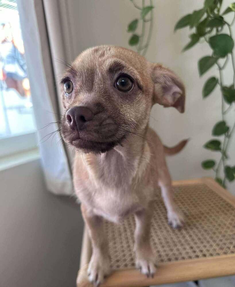 Briar Rose, a Adoptable mixed breed in Mission Viejo, CA image 3/3