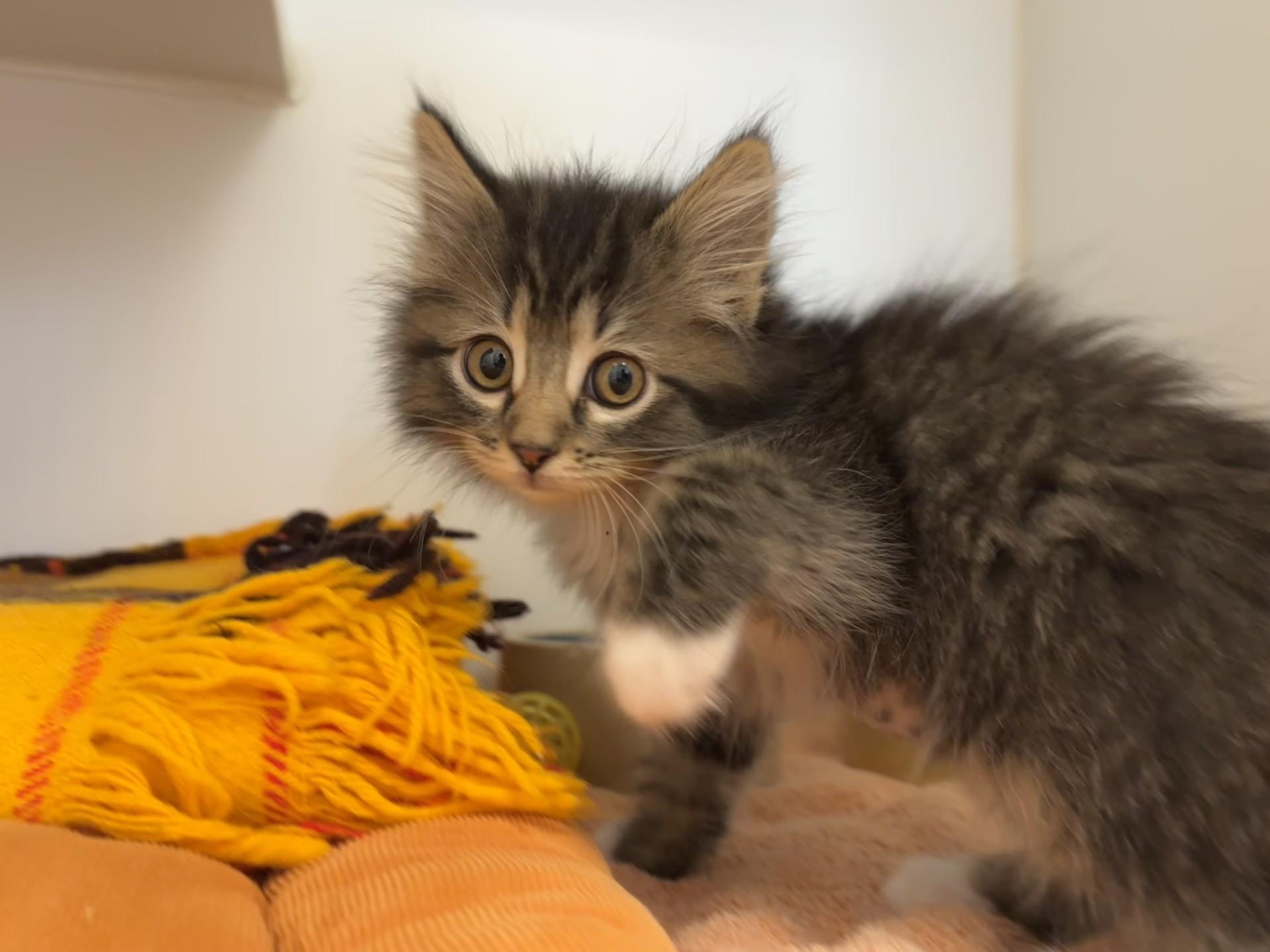 Enlarge Pixie, an adopted Domestic Long Hair in Grants Pass, OR image 3/3