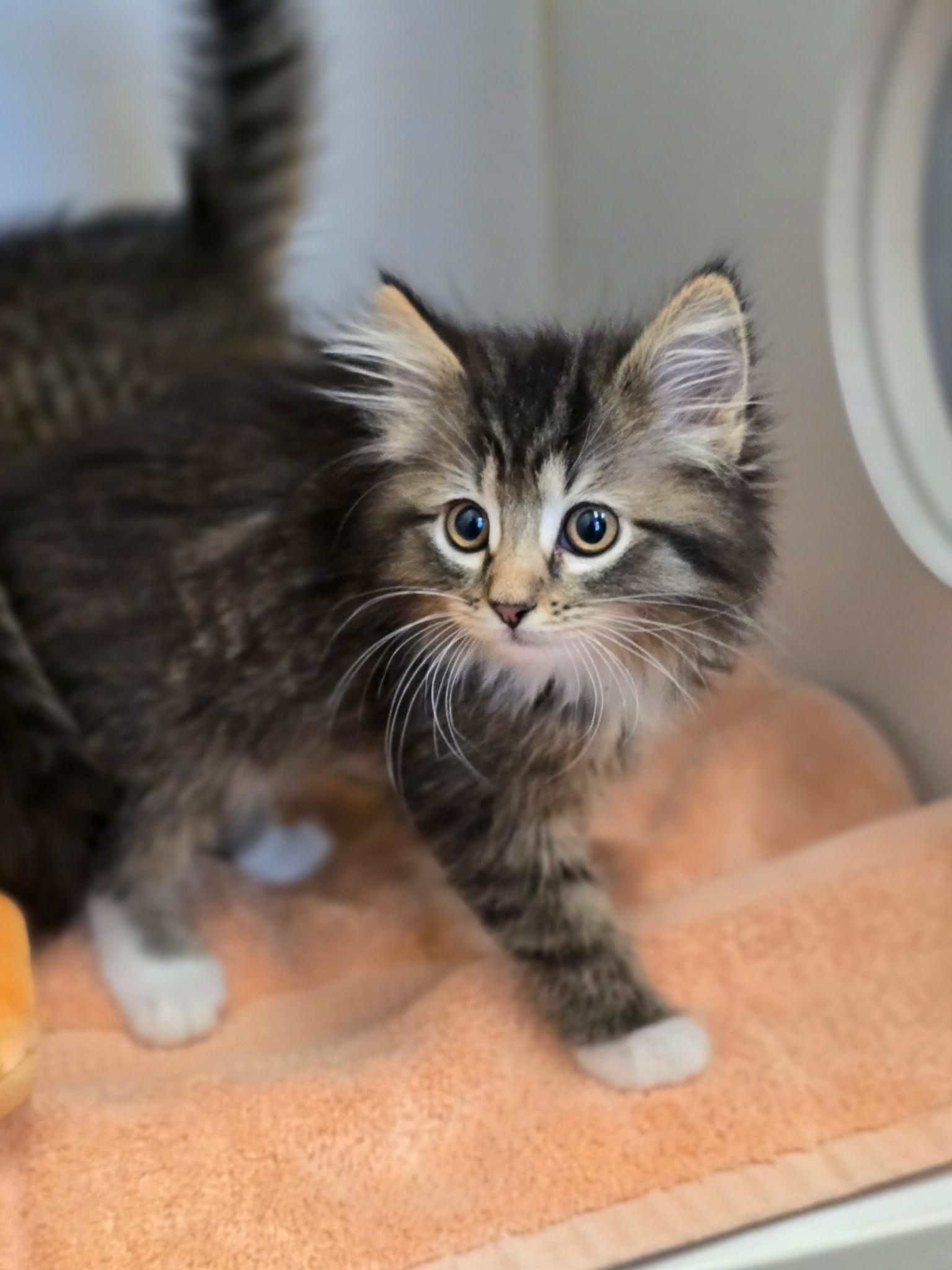 Enlarge Pixie, an adopted Domestic Long Hair in Grants Pass, OR image 2/3