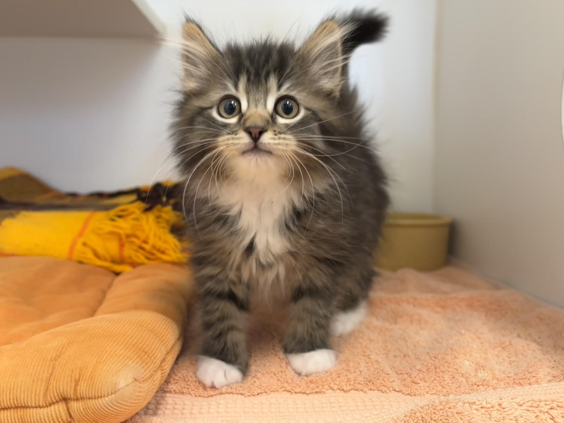 Enlarge Pixie, an adopted Domestic Long Hair in Grants Pass, OR image 1/3