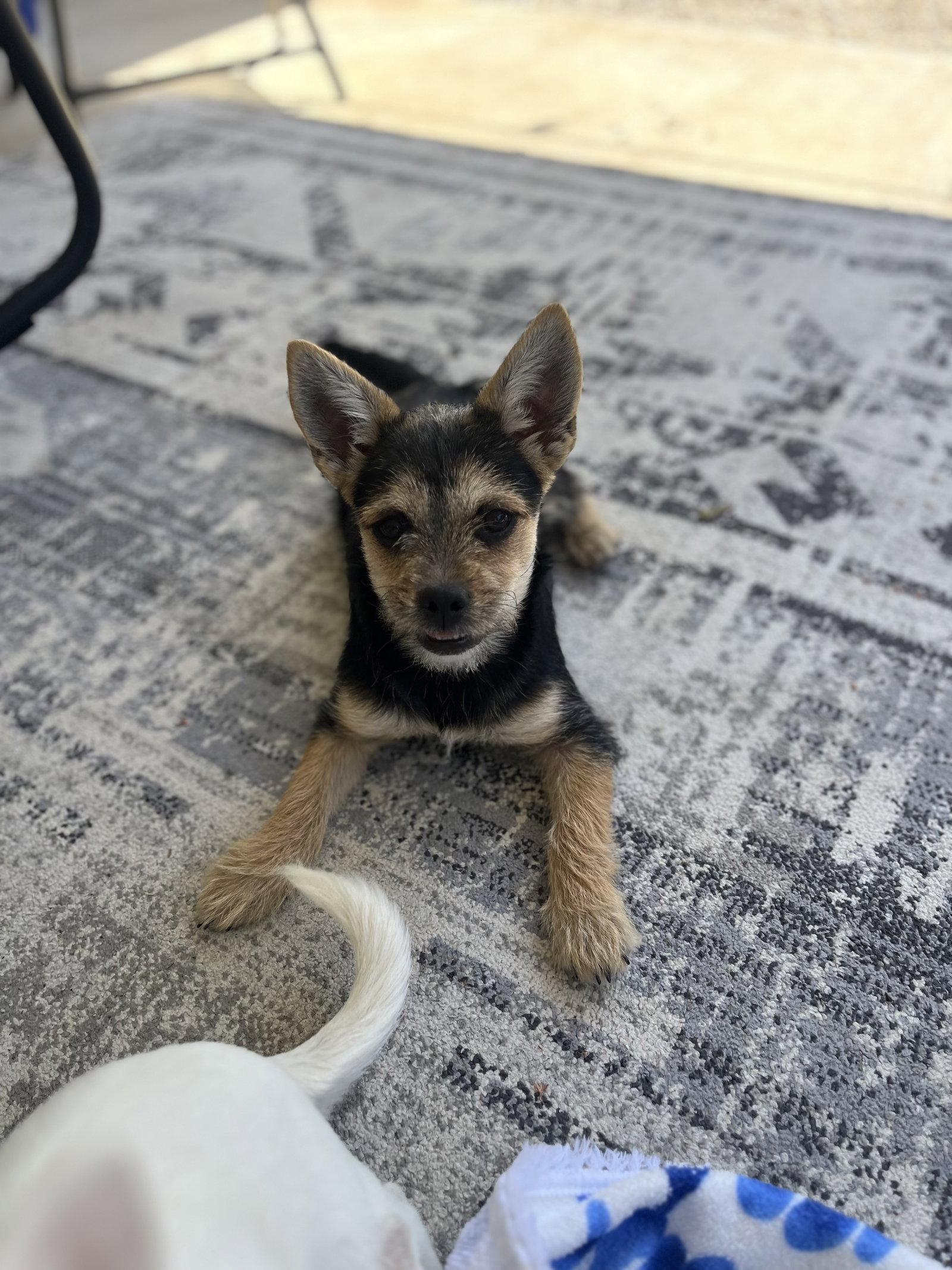 Gretchen, Adopted, Young Female Terrier.