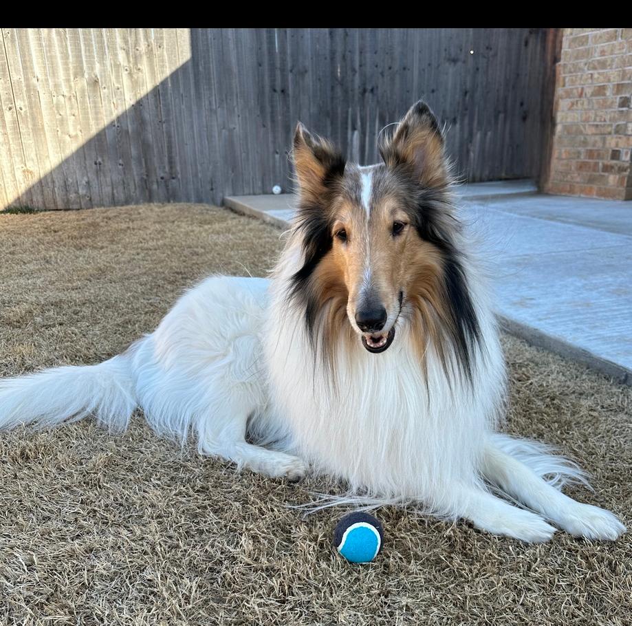 Enlarge Cowboy, an adopted Collie in Missouri City, TX image 1/4