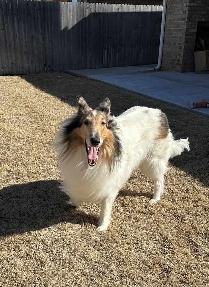Enlarge Cowboy, an adopted Collie in Missouri City, TX image 2/4