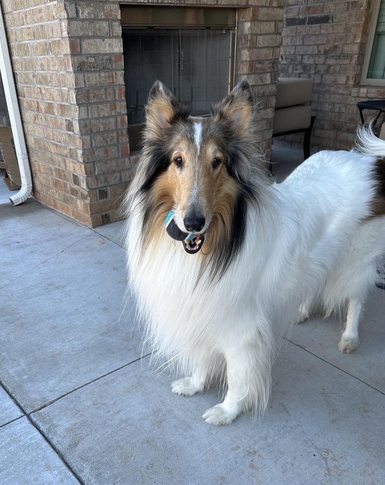 Enlarge Cowboy, an adopted Collie in Missouri City, TX image 3/4