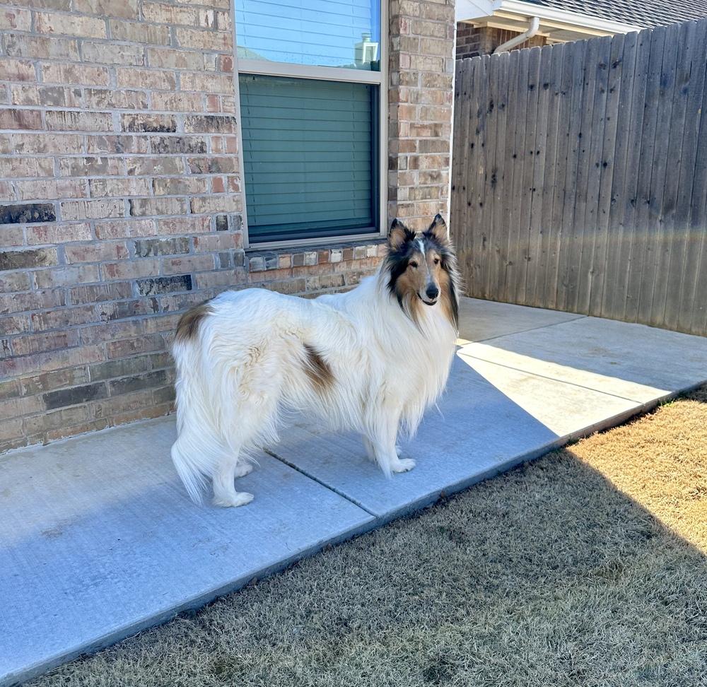 Enlarge Cowboy, an adopted Collie in Missouri City, TX image 4/4
