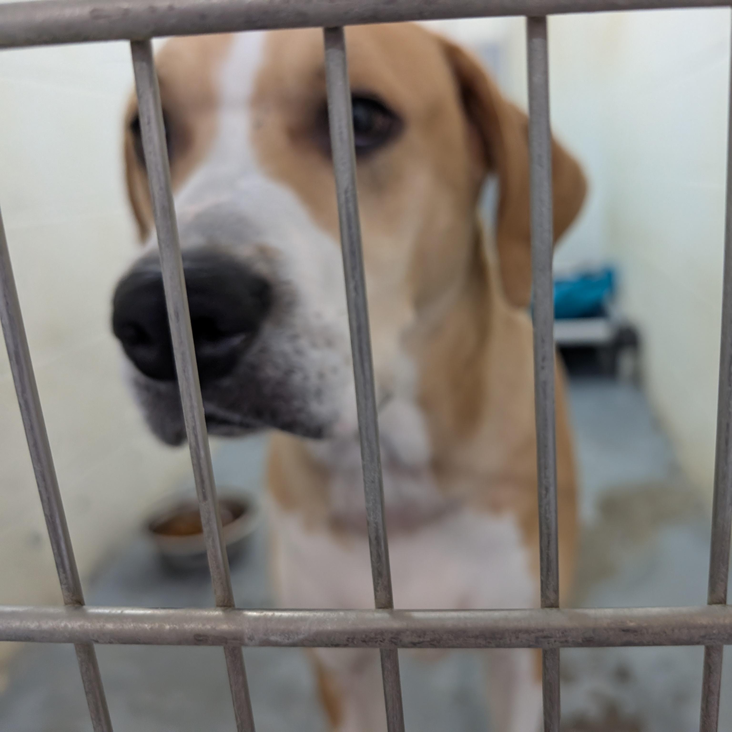 Enlarge 190613 LOOKING FOR OWNER, a ADOPTABLE mixed breed in Ravenna, OH image 2/3