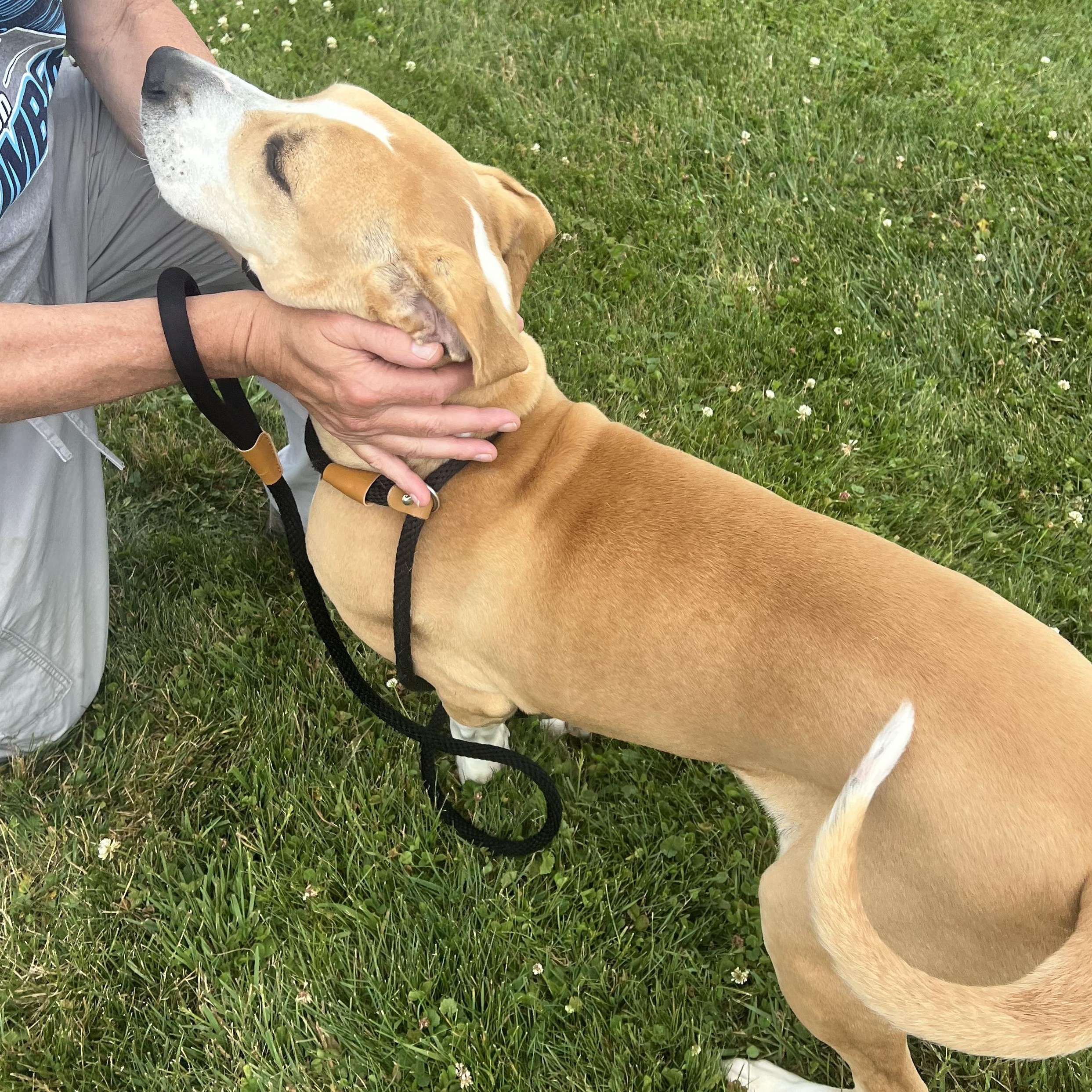 190613 Daisy, ADOPTABLE, Adult Female Labrador Retriever.