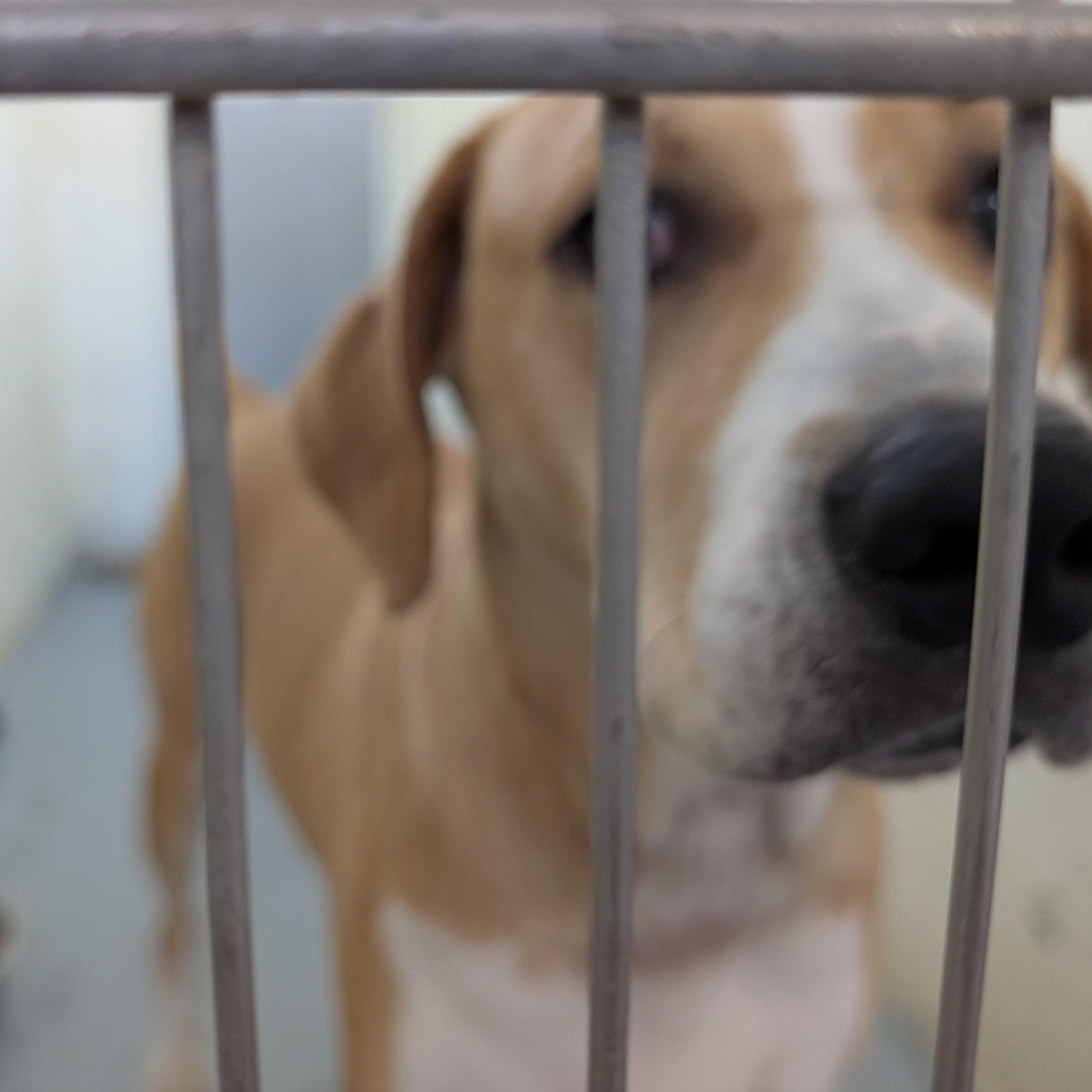 Enlarge 190613 LOOKING FOR OWNER, a ADOPTABLE mixed breed in Ravenna, OH image 3/3