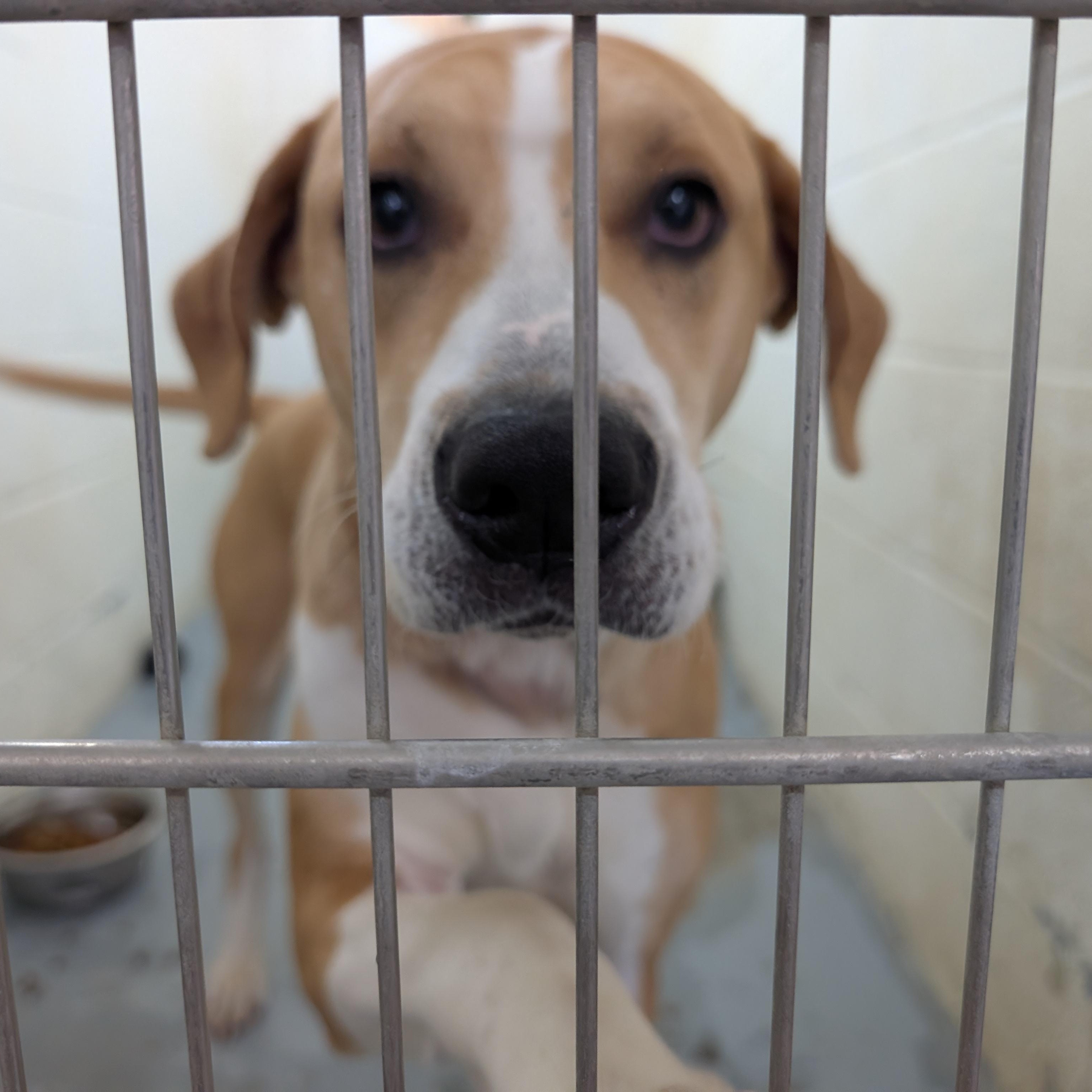 190613 LOOKING FOR OWNER, ADOPTABLE, Adult Female Labrador Retriever.