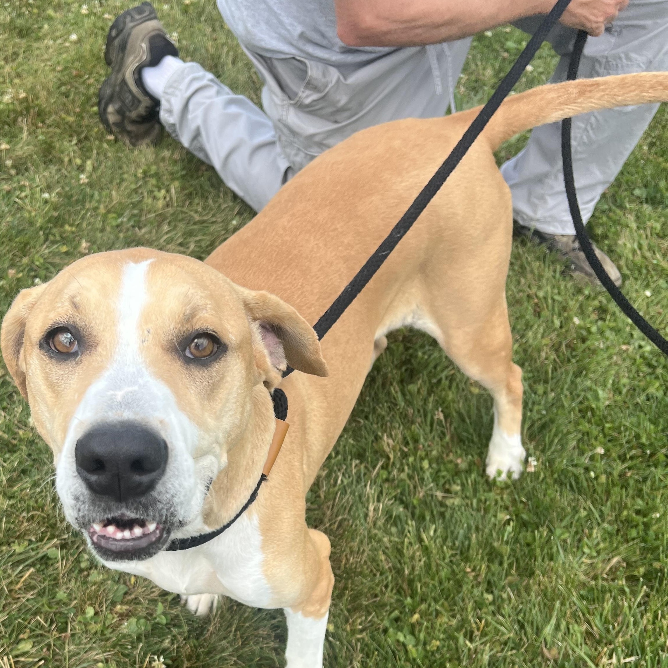 190613 Daisy, a ADOPTABLE mixed breed in Ravenna, OH image 3/5