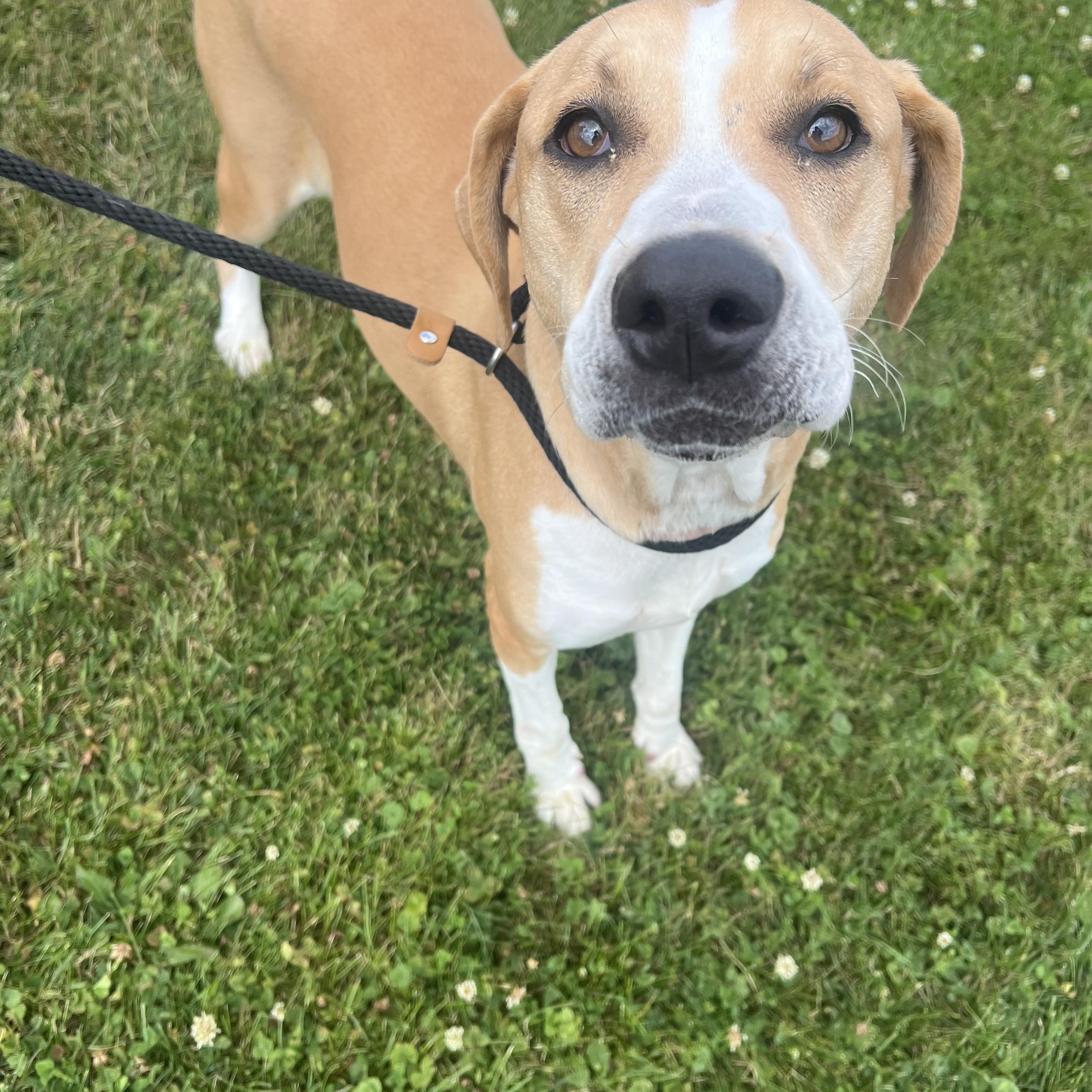 190613 Daisy, a ADOPTABLE mixed breed in Ravenna, OH image 2/5