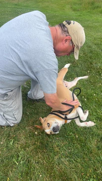 Enlarge 190613 Daisy, a ADOPTABLE mixed breed in Ravenna, OH video 4/5