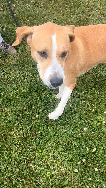Enlarge 190613 Daisy, a ADOPTABLE mixed breed in Ravenna, OH video 5/5