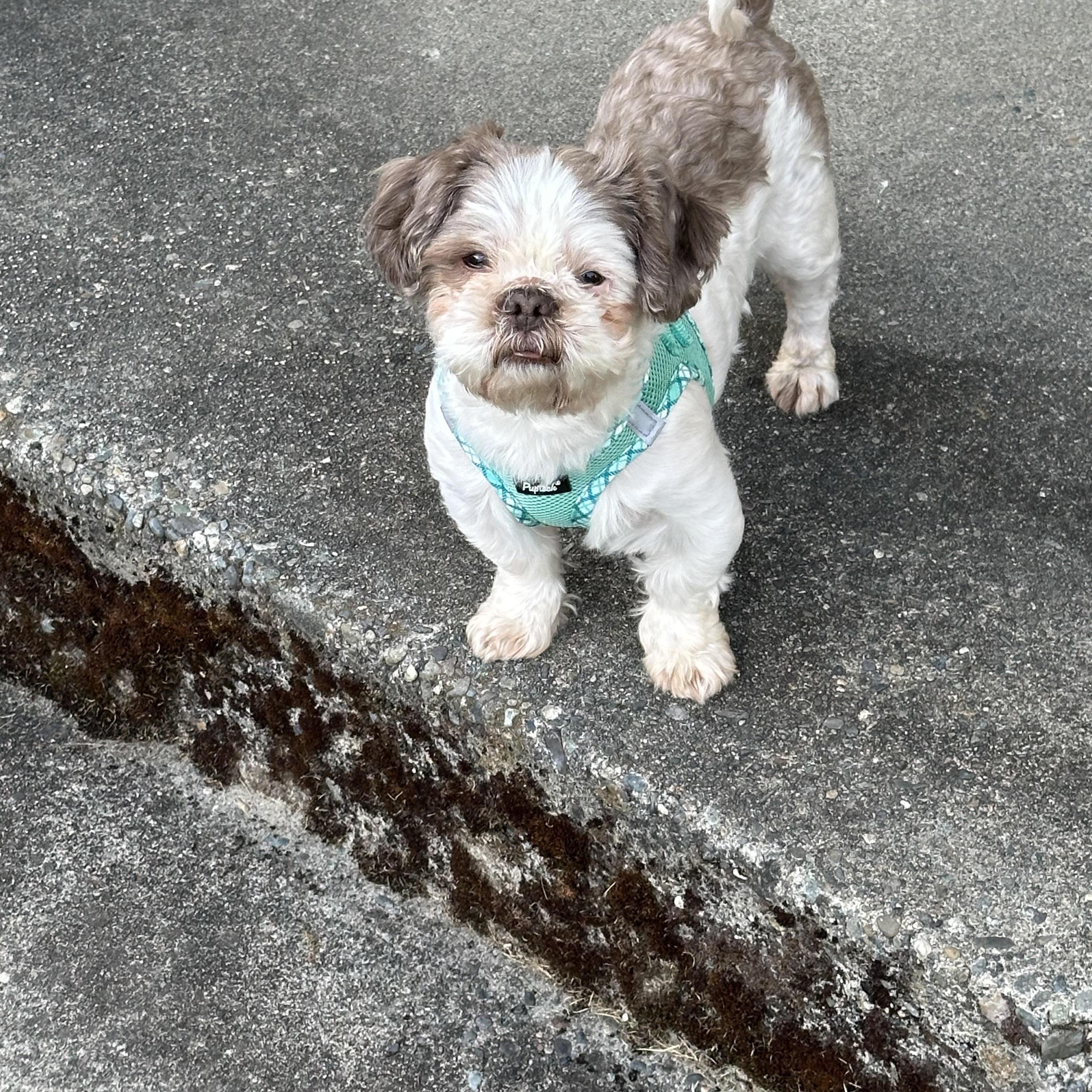 Frankie, an adoptable Shih Tzu in Corona, CA image 1/4