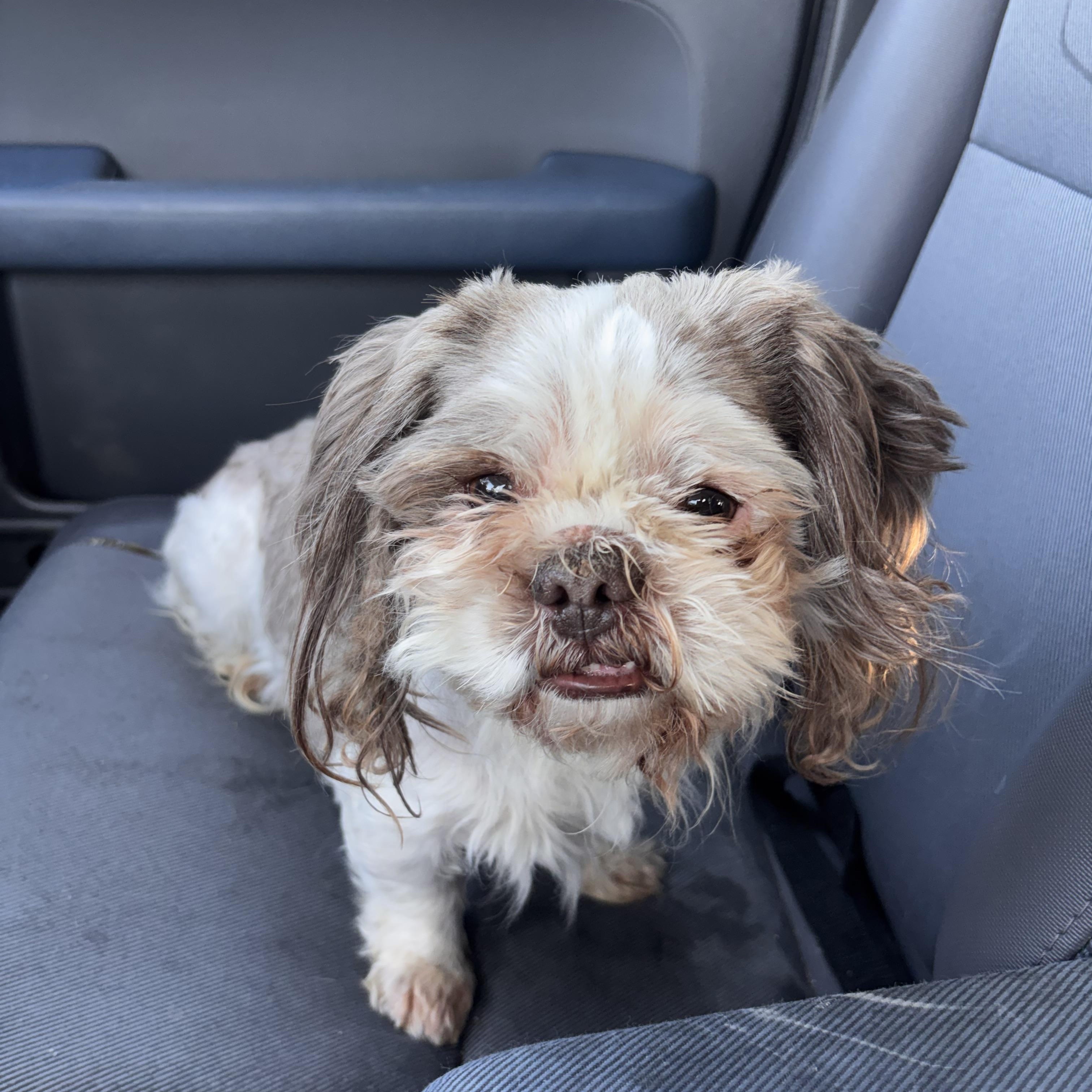 Frankie, an adoptable Shih Tzu in Corona, CA image 3/4
