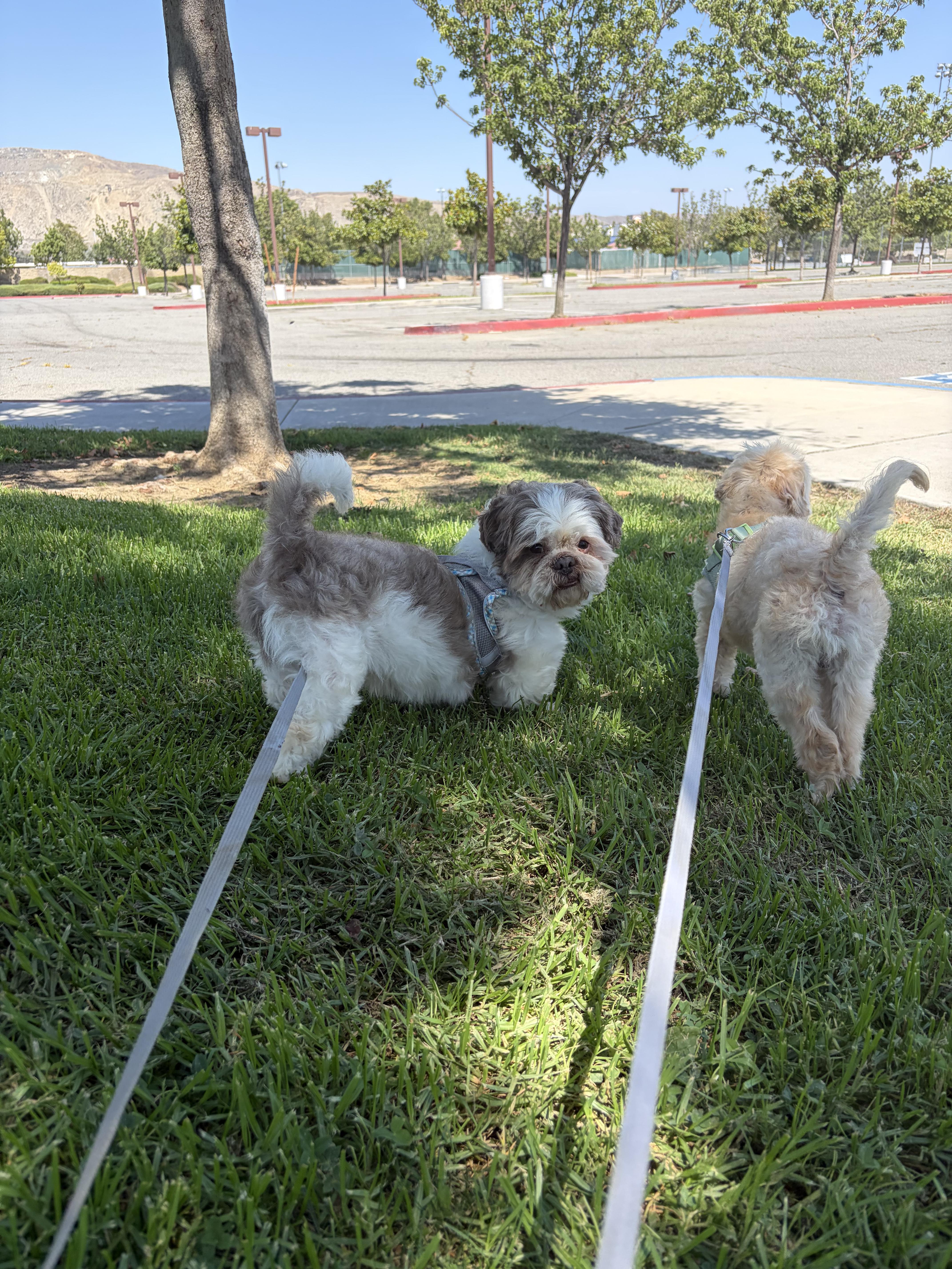 Frankie, an adoptable Shih Tzu in Corona, CA image 2/2