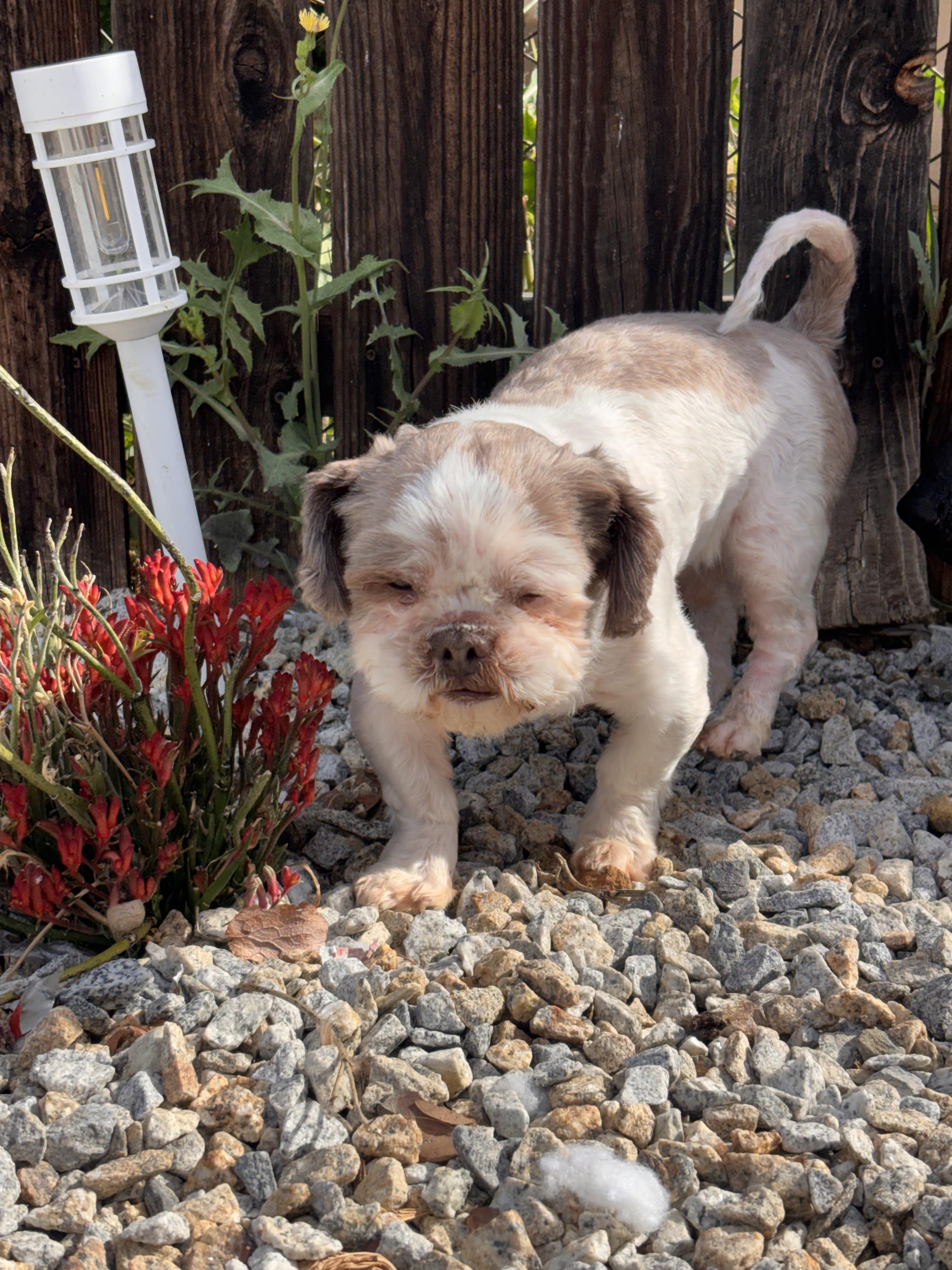 Frankie, an adoptable Shih Tzu in Corona, CA image 2/4