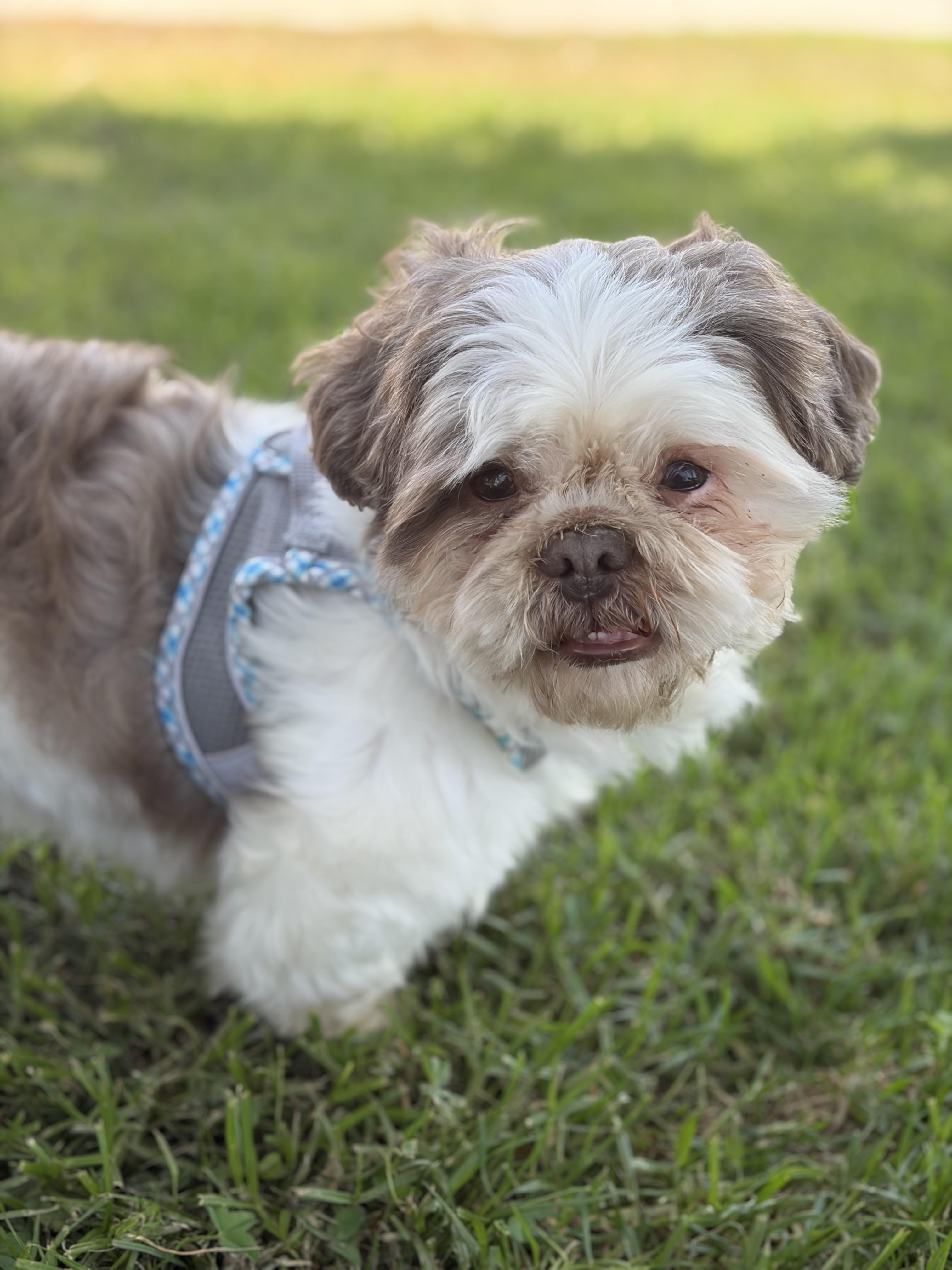 Frankie, an adoptable Shih Tzu in Corona, CA image 1/2