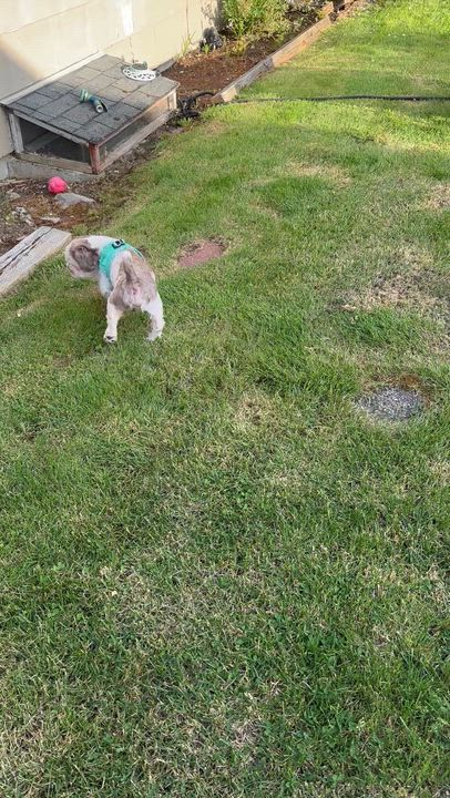 Enlarge Frankie, an adoptable Shih Tzu in Corona, CA video 4/4