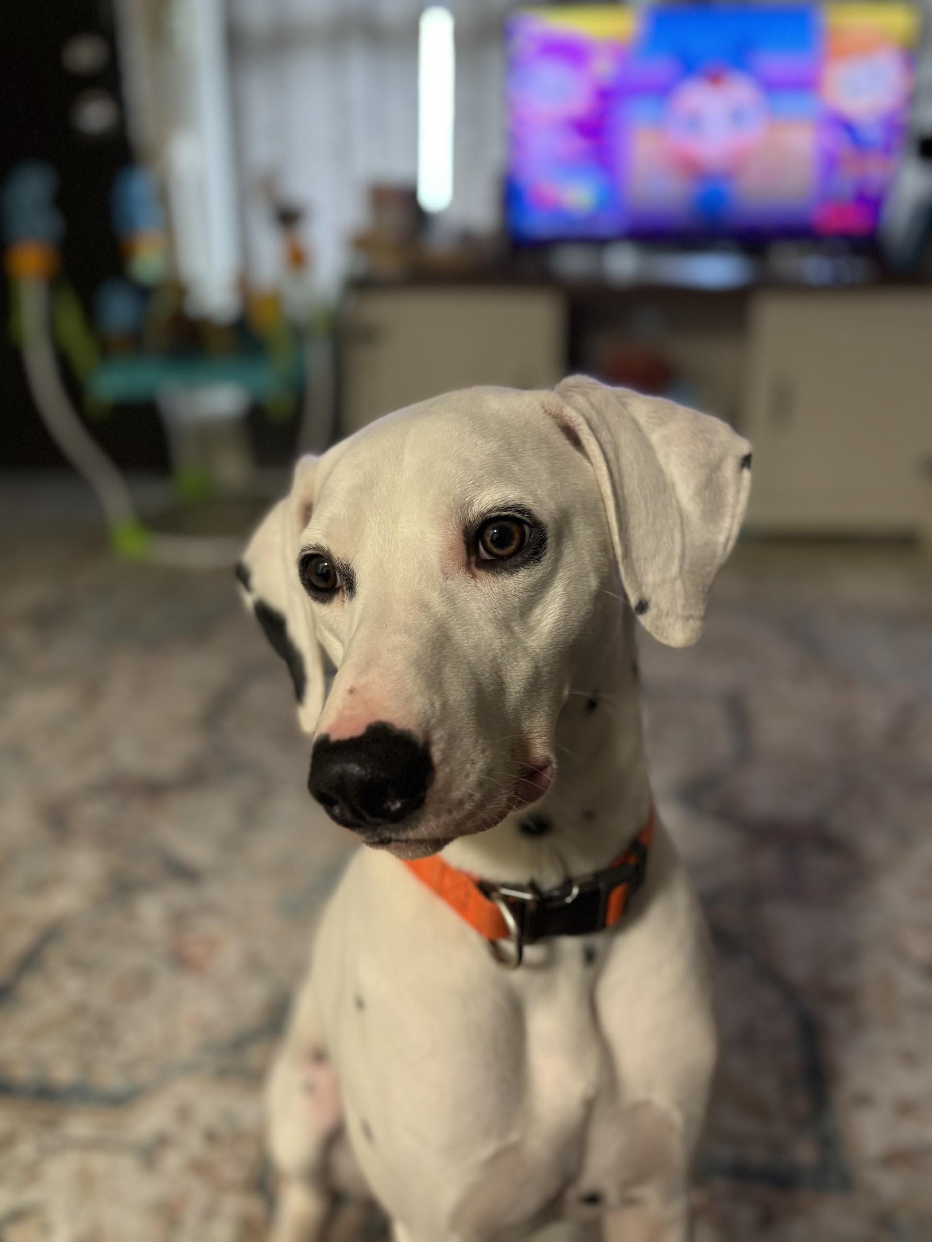 Meeko-Johnsonburg, PA