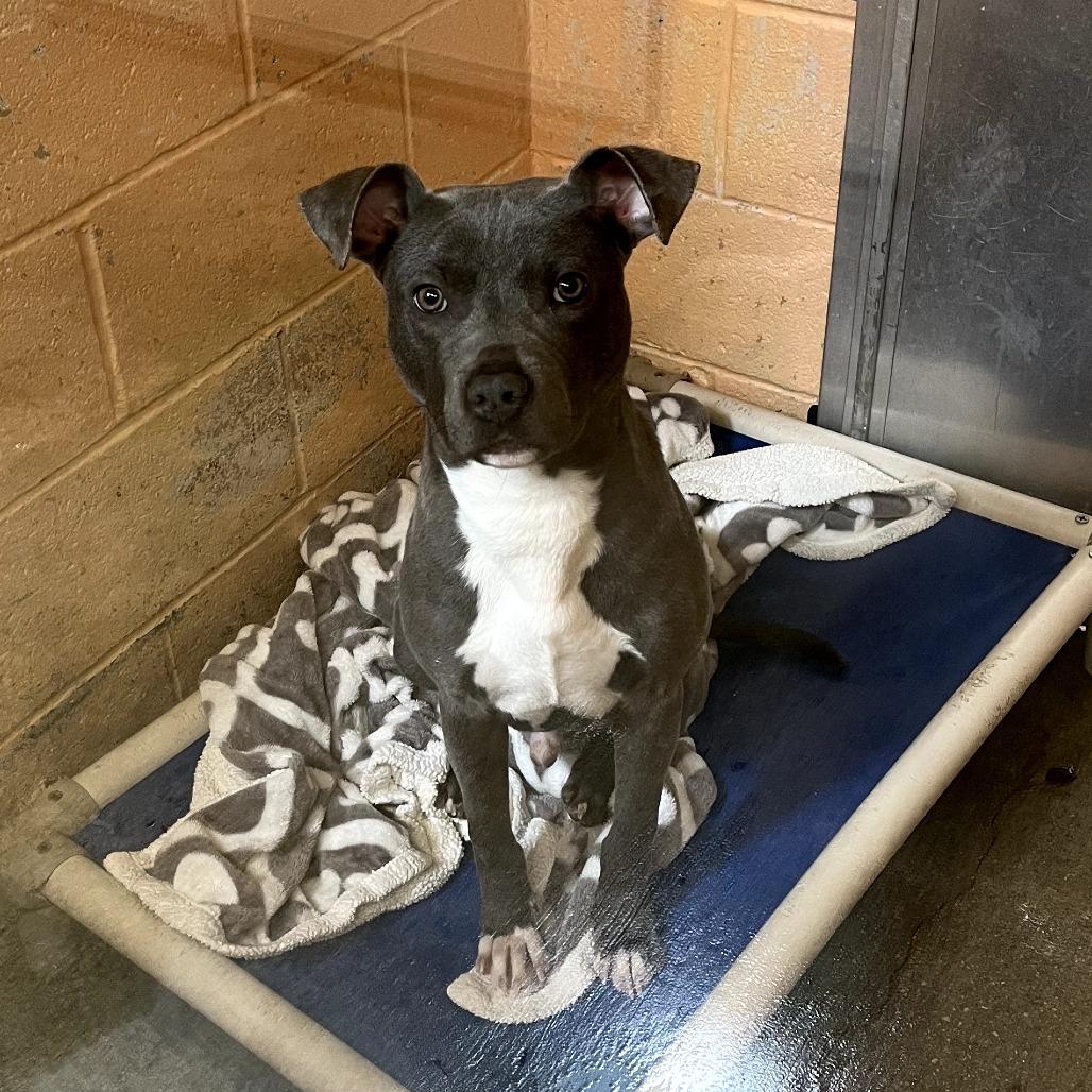 Enlarge Julius, a Adoptable mixed breed in Waldorf, MD image 1/2