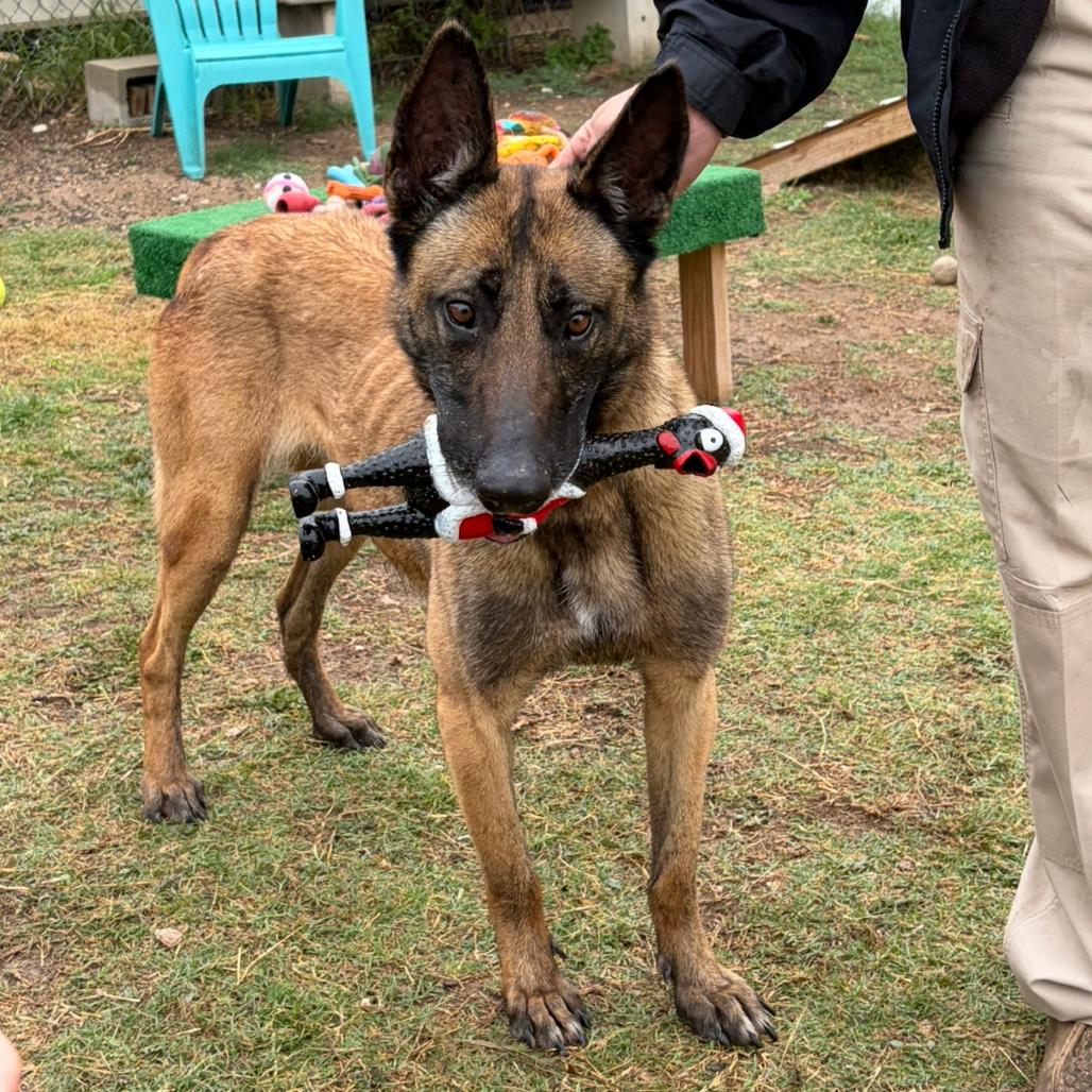 Enlarge Heidi KCAS #181.26, a Adoptable Belgian Shepherd / Malinois in Kerrville, TX image 2/4