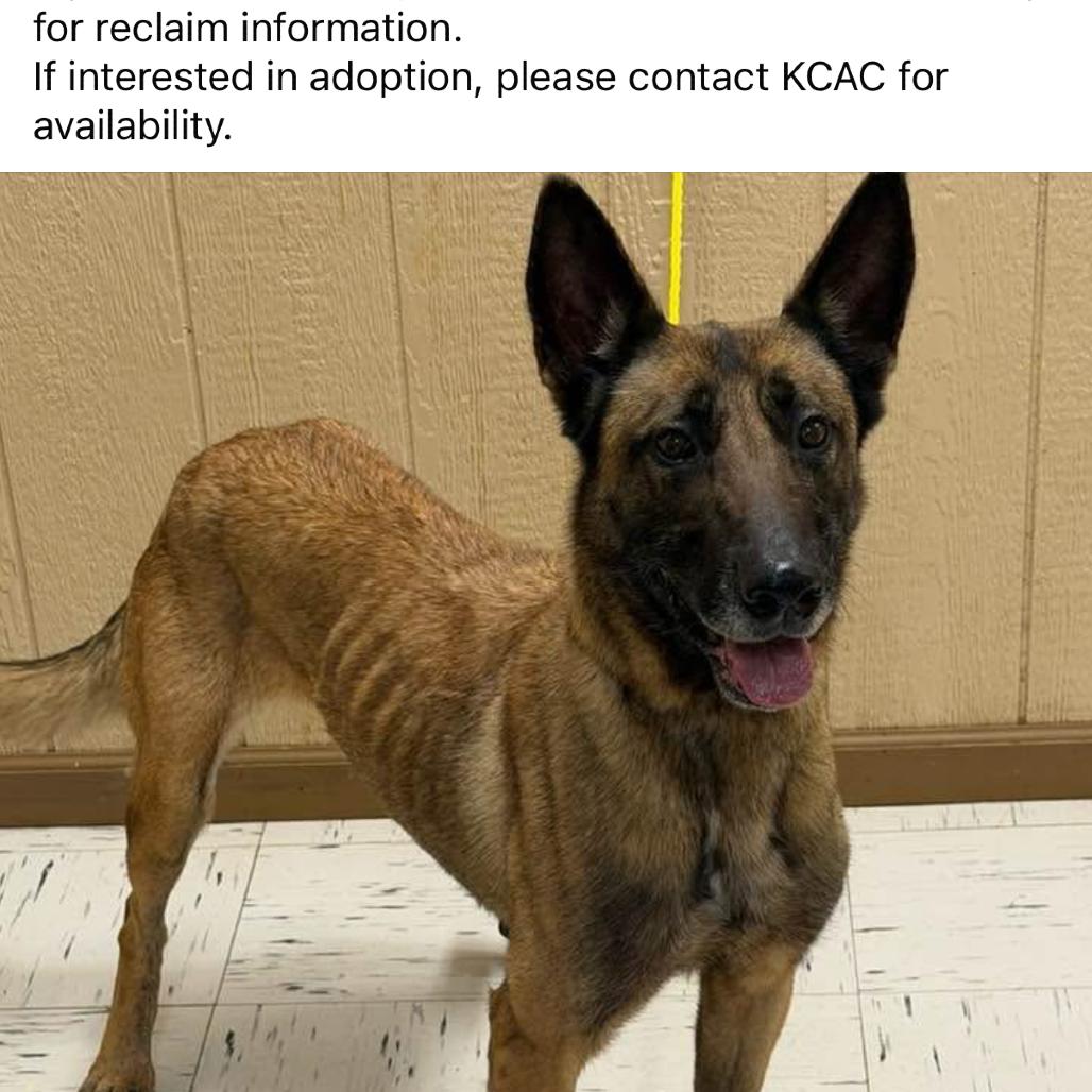 Enlarge Heidi KCAS #181.26, a Adoptable Belgian Shepherd / Malinois in Kerrville, TX image 3/4