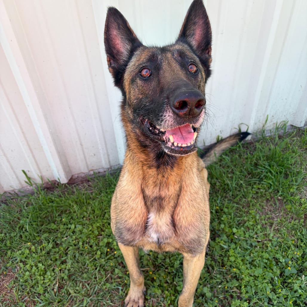 Enlarge Heidi KCAS #181.26, a Adoptable Belgian Shepherd / Malinois in Kerrville, TX image 4/4