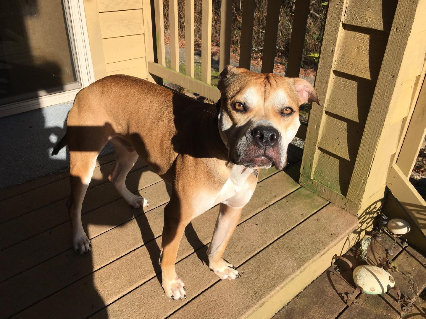 Graham - Sweet, Shy Young Dog Getting a Second Chance!, Adoptable, Adult Male Boxer.