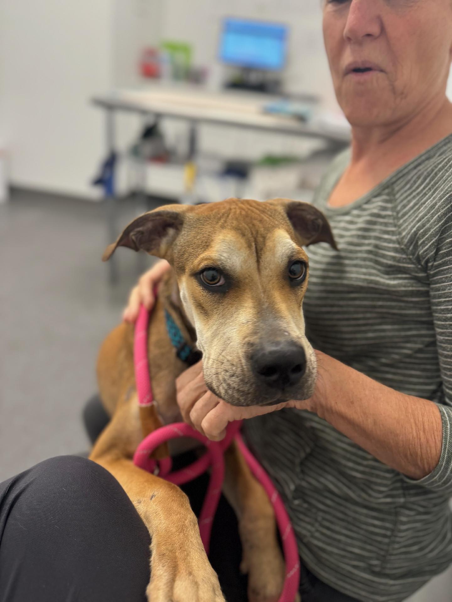 Enlarge Graham - Sweet, Shy Young Dog Getting a Second Chance!, a Adoptable mixed breed in Kirkland, WA image 4/5
