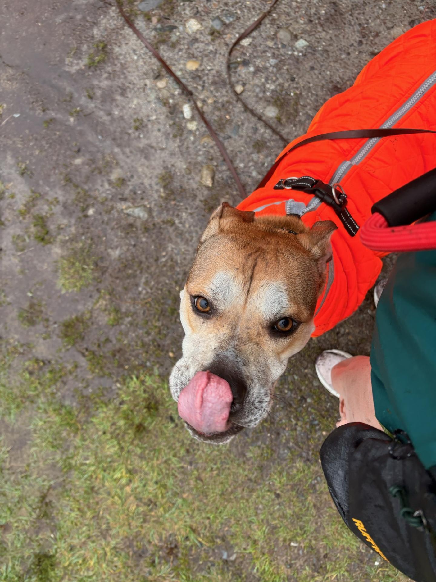 Enlarge Graham - Sweet, Shy Young Dog Getting a Second Chance!, a Adoptable mixed breed in Kirkland, WA image 5/5
