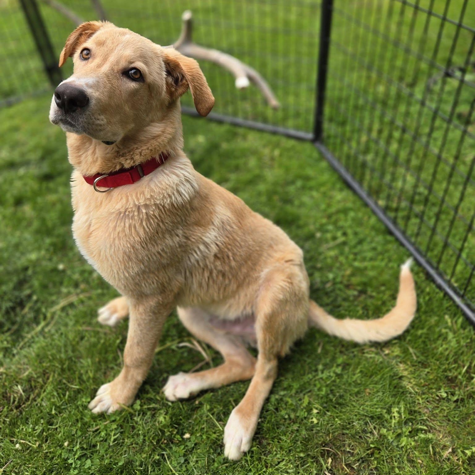 Lynyrd Skynyrd, a ADOPTABLE mixed breed in Racine, WI image 2/3