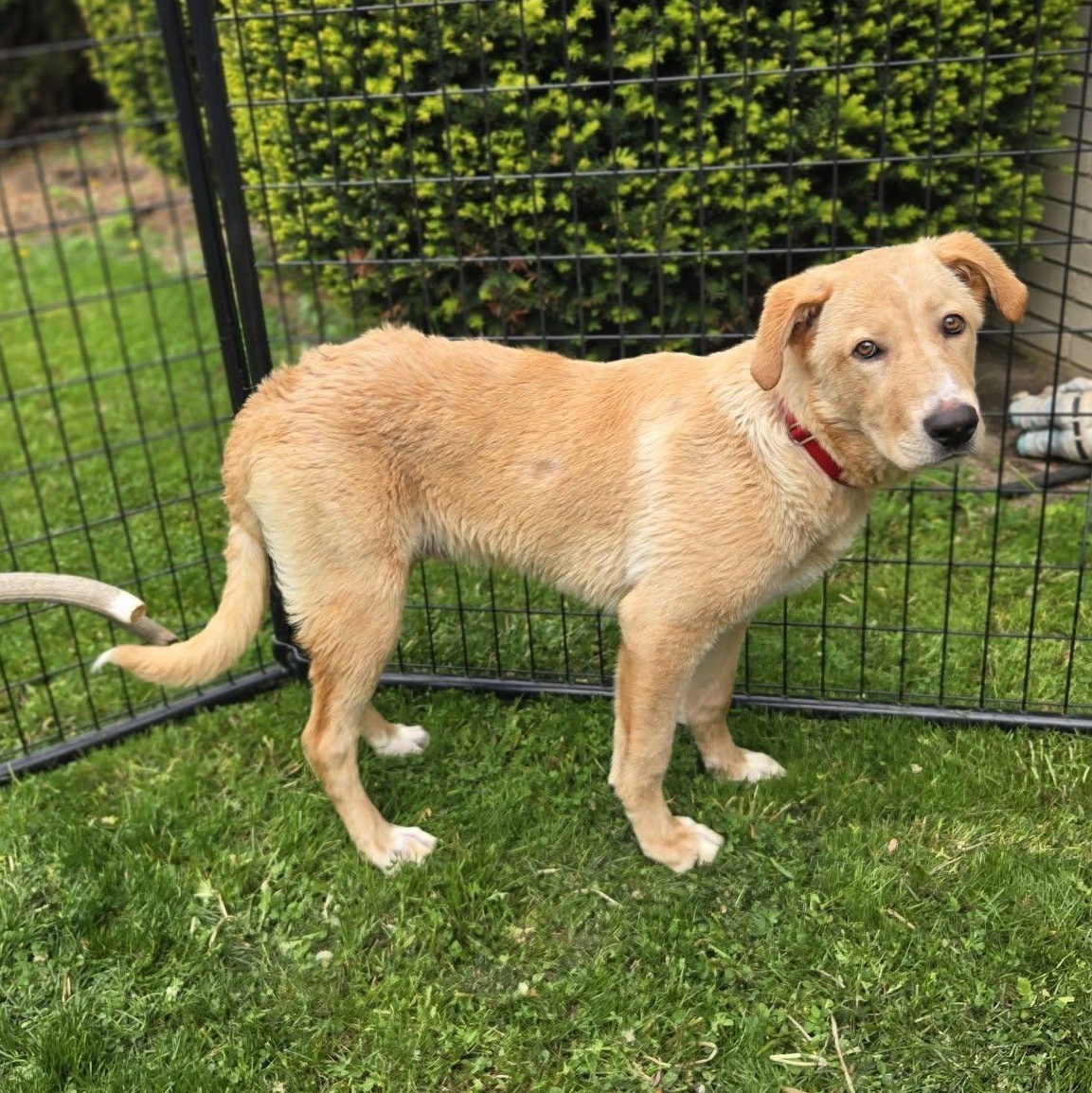 Lynyrd Skynyrd, a ADOPTABLE mixed breed in Racine, WI image 3/3