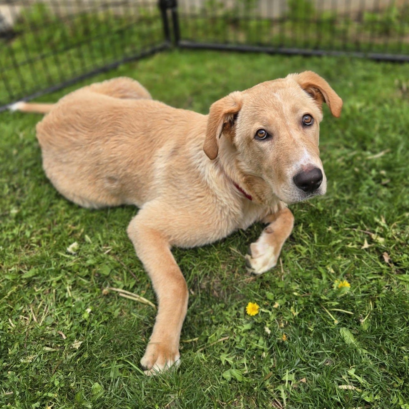 Lynyrd Skynyrd, ADOPTABLE, Young Male Great Pyrenees & Labrador Retriever.