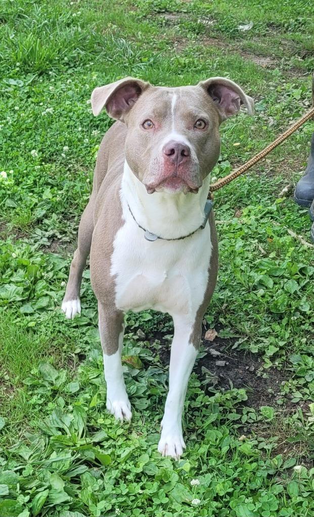 Roadie 2, Adoptable, Adult Female Boxer & Pit Bull Terrier.