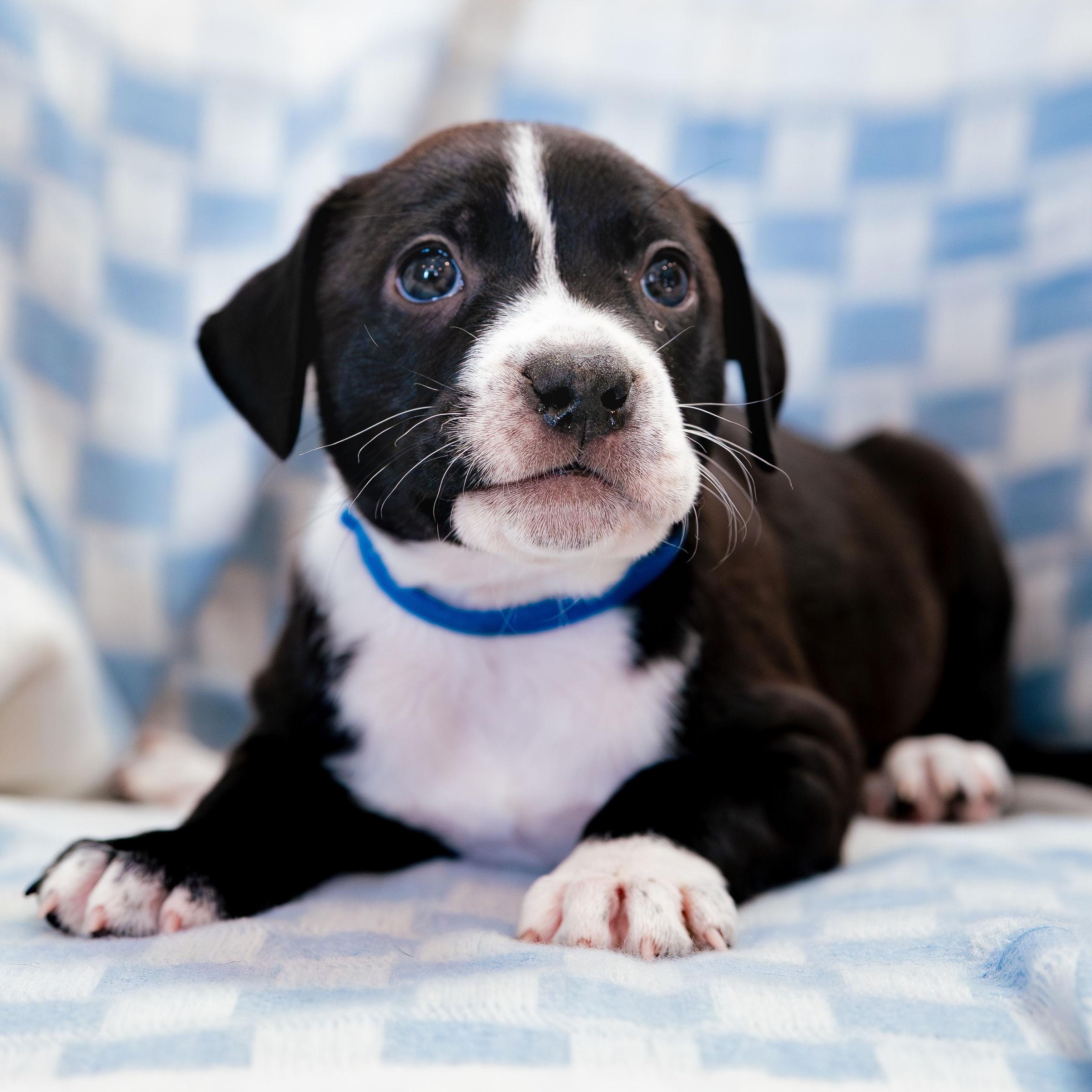 Enlarge Wonder, a Adoptable mixed breed in Rock Hill, SC image 3/5