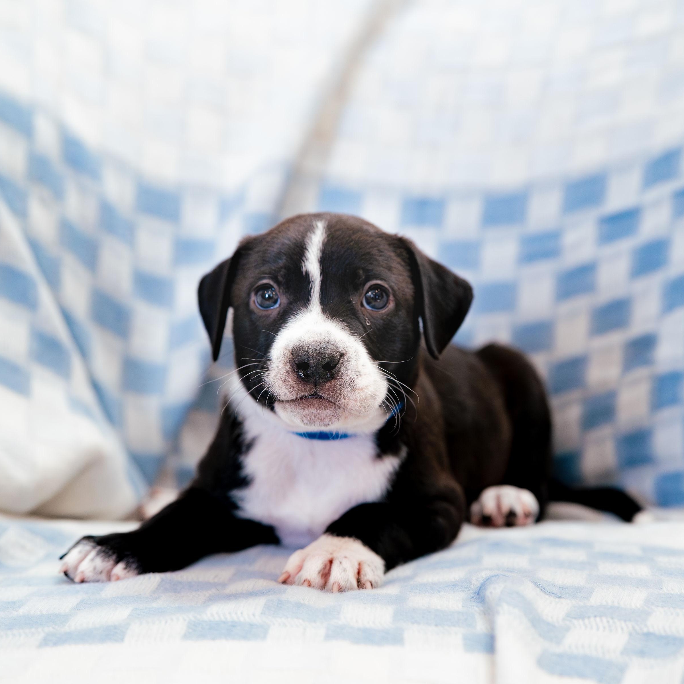 Enlarge Wonder, a Adoptable mixed breed in Rock Hill, SC image 2/5