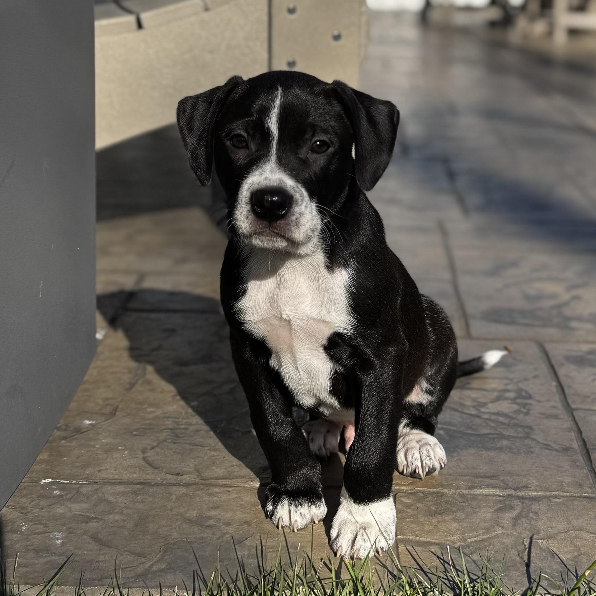 Wonder, Adoptable, Puppy Male German Shorthaired Pointer.
