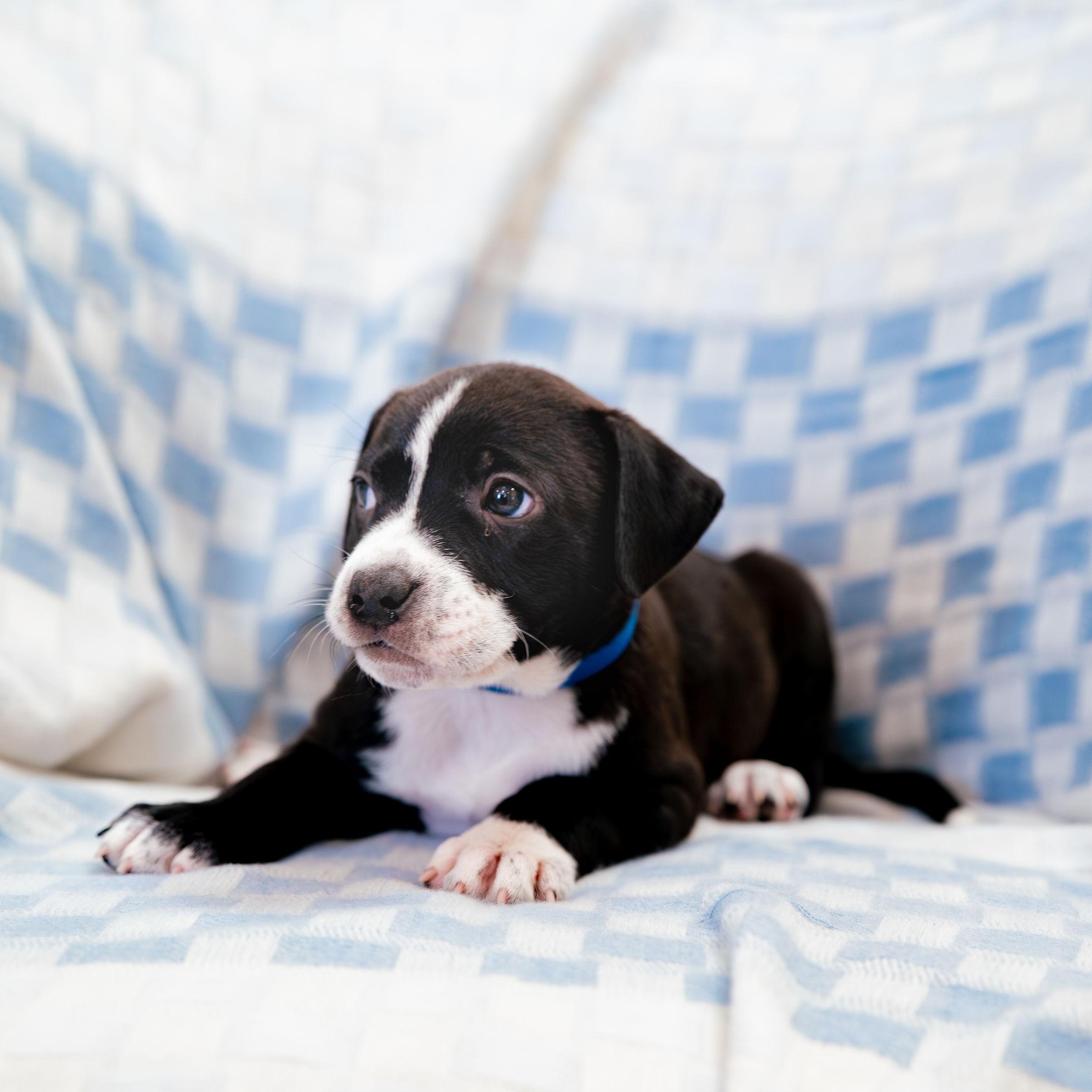 Enlarge Wonder, a Adoptable mixed breed in Rock Hill, SC image 4/5