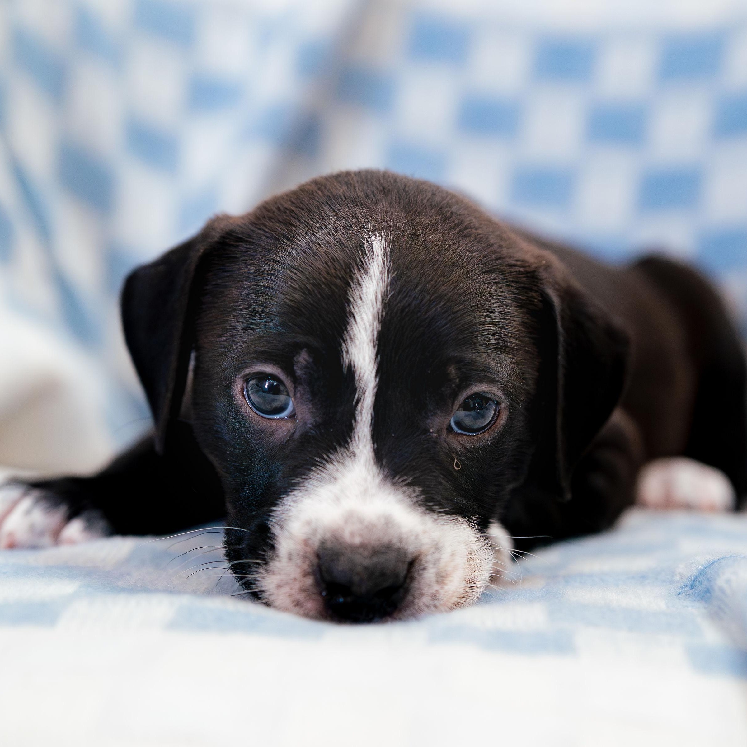 Enlarge Wonder, a Adoptable mixed breed in Rock Hill, SC image 1/5