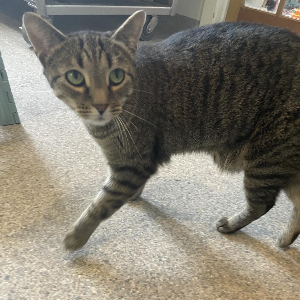 Enlarge Baby, a Adoptable Domestic Short Hair in Rossville, GA image 2/2