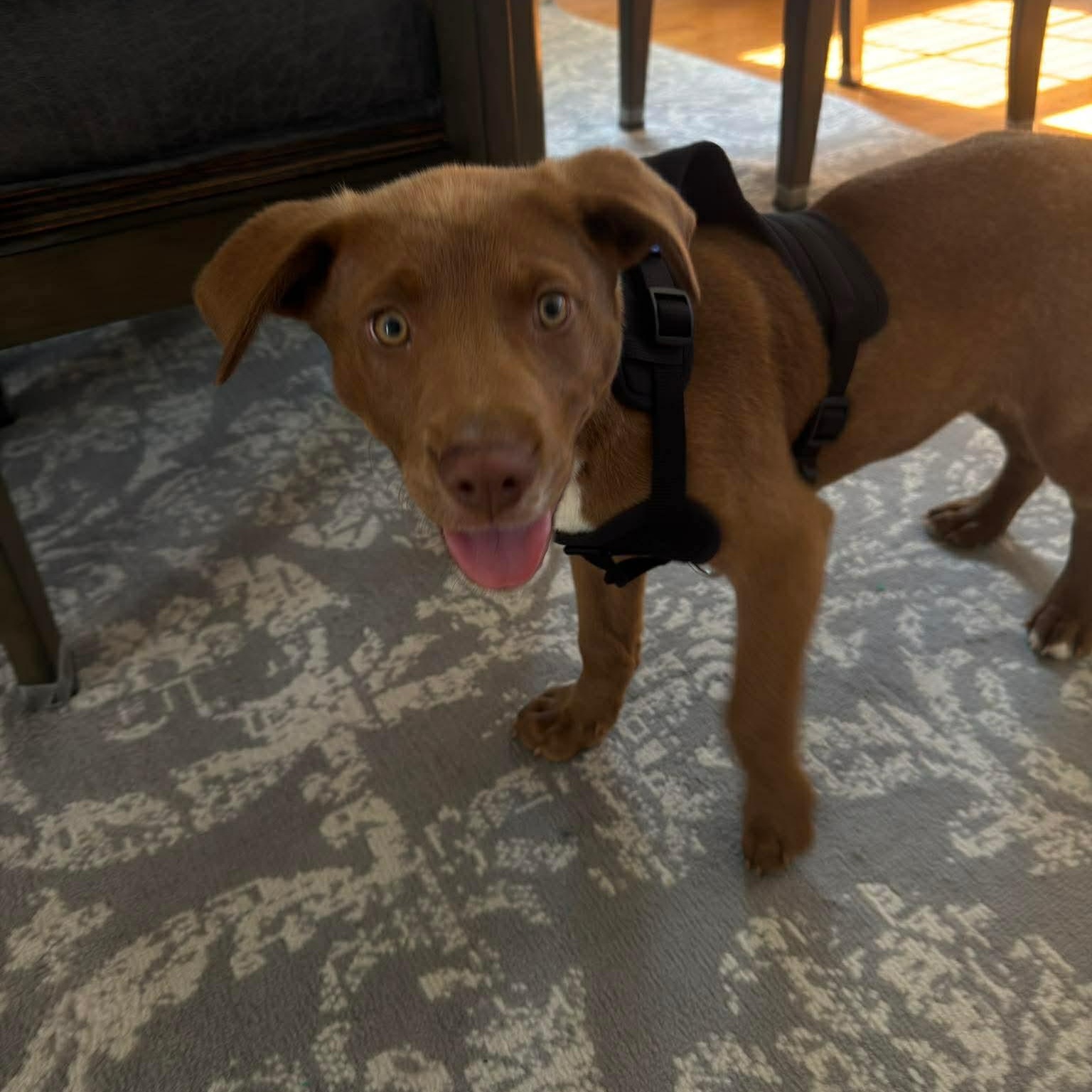 Enlarge Juice, a ADOPTABLE mixed breed in Wando, SC image 6/6