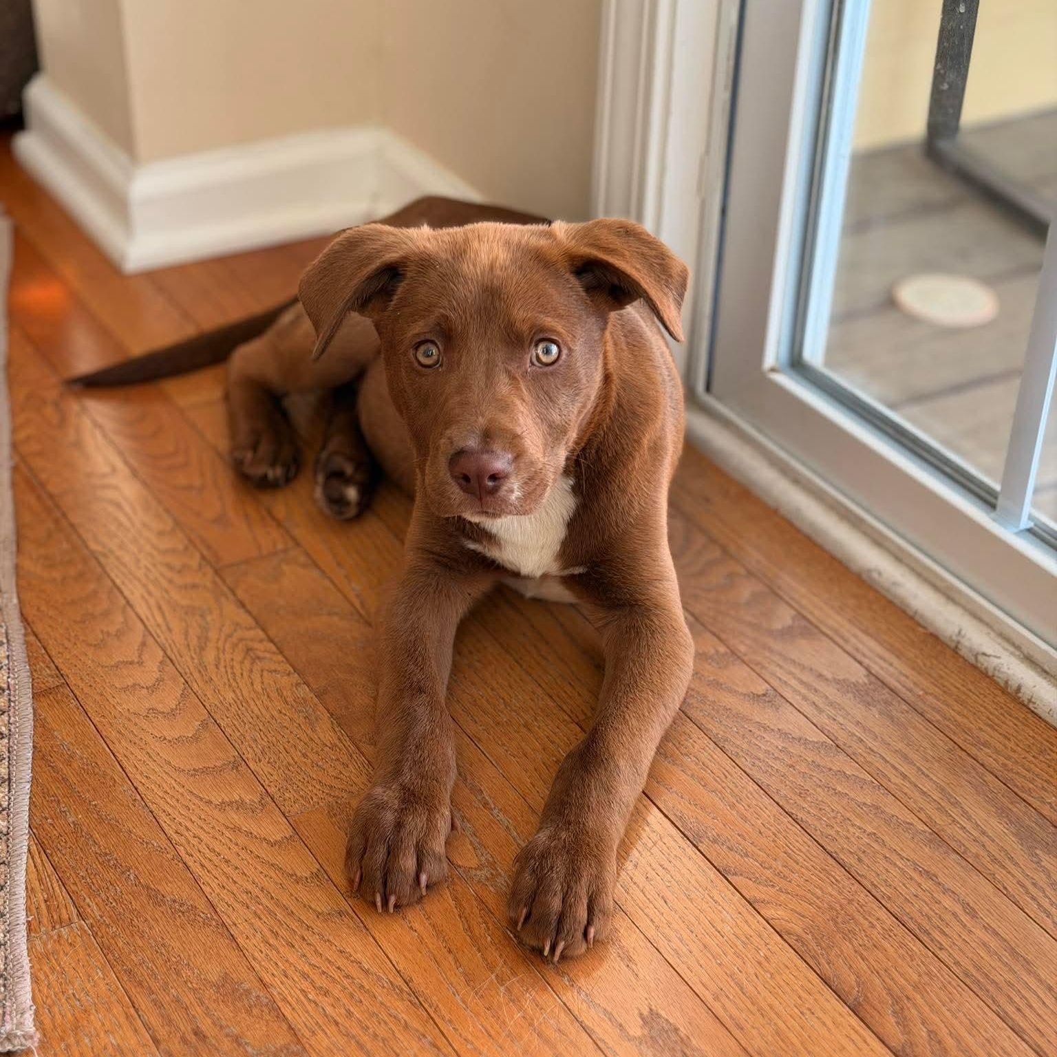 Enlarge Juice, a ADOPTABLE mixed breed in Wando, SC image 3/6