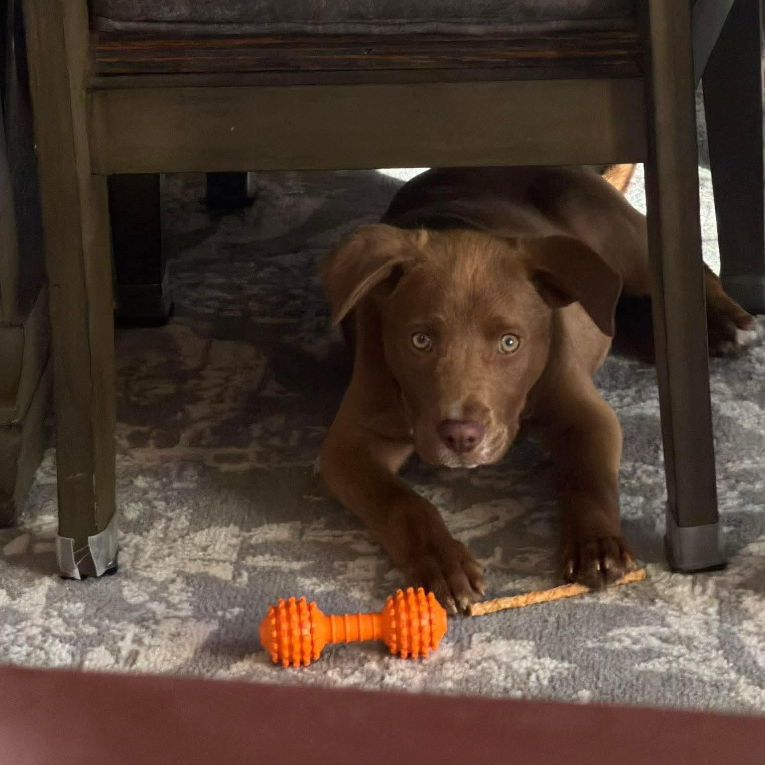 Enlarge Juice, a ADOPTABLE mixed breed in Wando, SC image 5/6