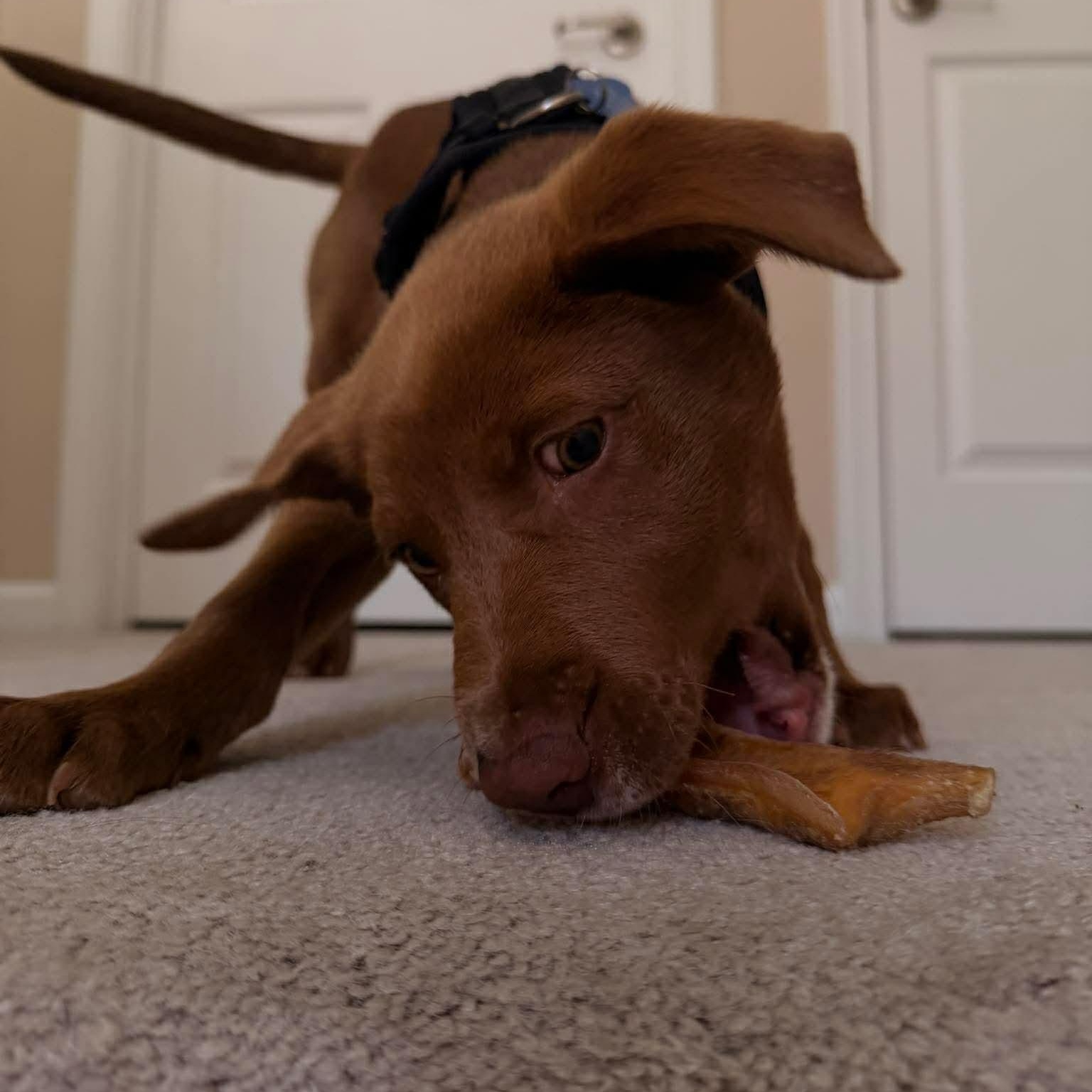 Enlarge Juice, a ADOPTABLE mixed breed in Wando, SC image 2/6